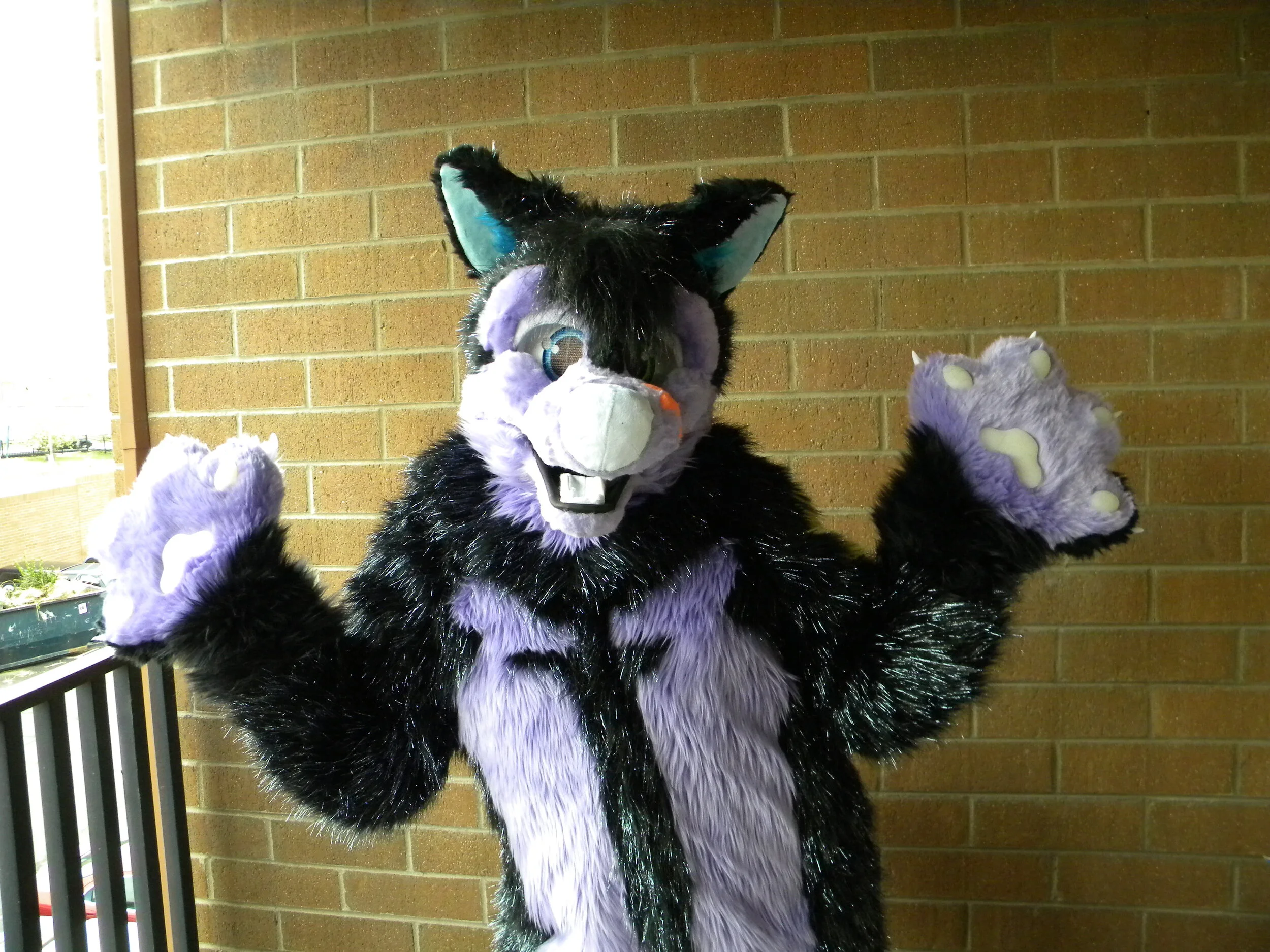 FuaranHusky (2).JPG