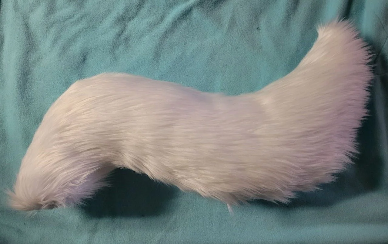 Canine+%2815%29.jpg
