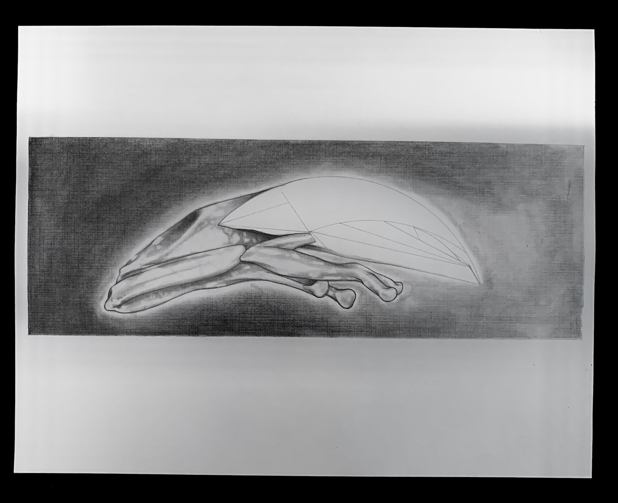 Endangered Planet: Animals, Monsters, Inventions II
