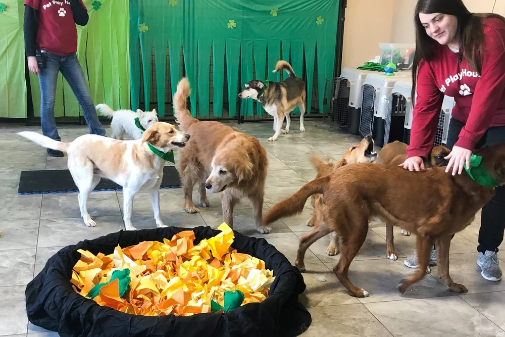 How Much Is Doggy Daycare Per Day