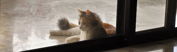 … the version of Arlequin Café