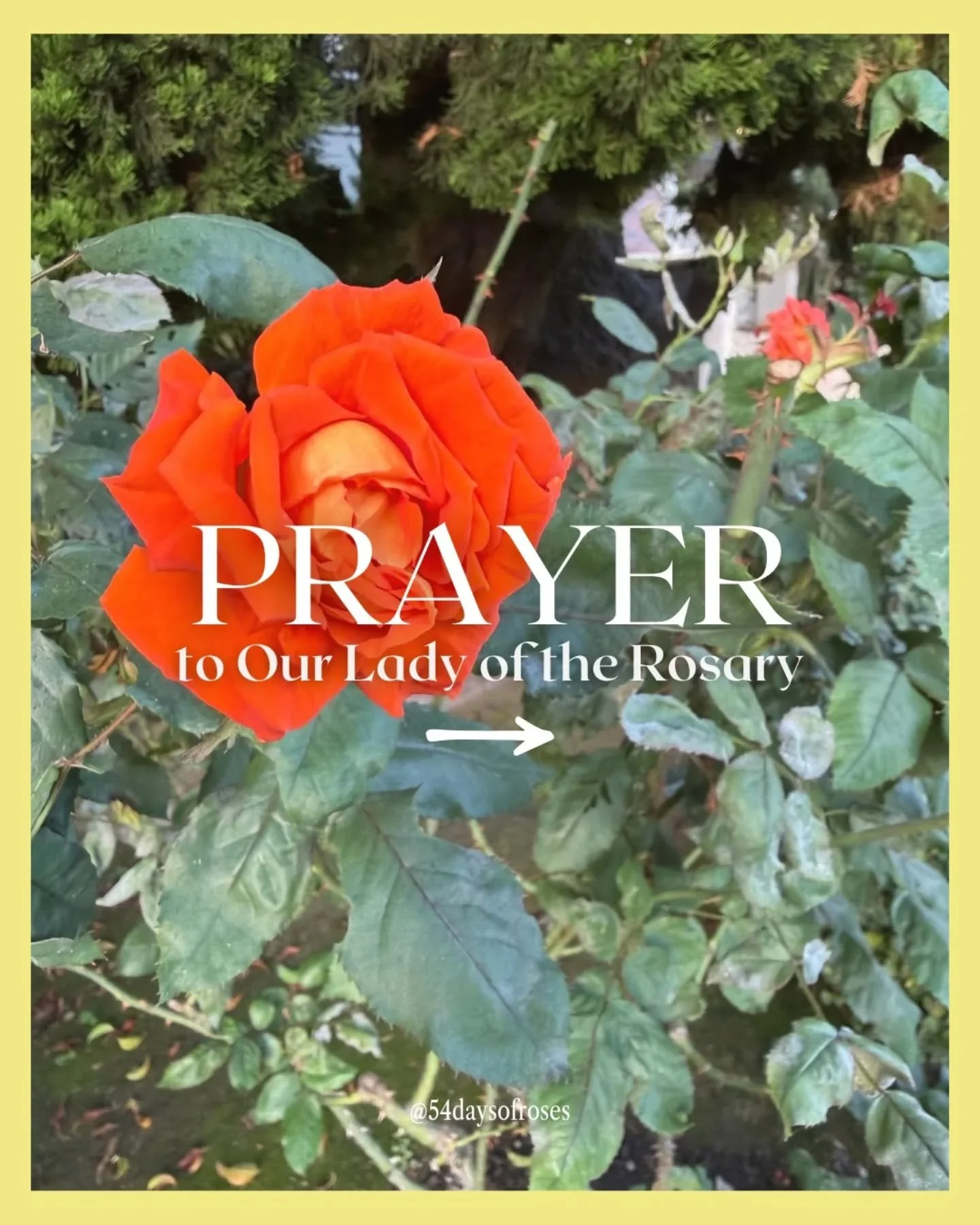 Prayer to Our Lady of the Rosary 

COLLECT PRAYER
Pour forth, we beseech you, O Lord, your grace into our hearts, that we, to whom the Incarnation of Christ you Son was made known by the message of an Angel, may, through the intercession of the Bless
