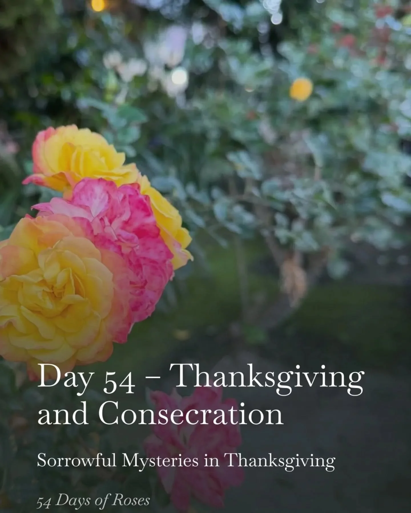 💛 Day 54 of our 54 Day Rosary Novena

Today we are praying the Sorrowful Mysteries in thanksgiving.

Today&rsquo;s reflection is about thanksgiving and consecration.

Thank you for joining me in this personal 54 Day Rosary Novena.

These 54 days wer