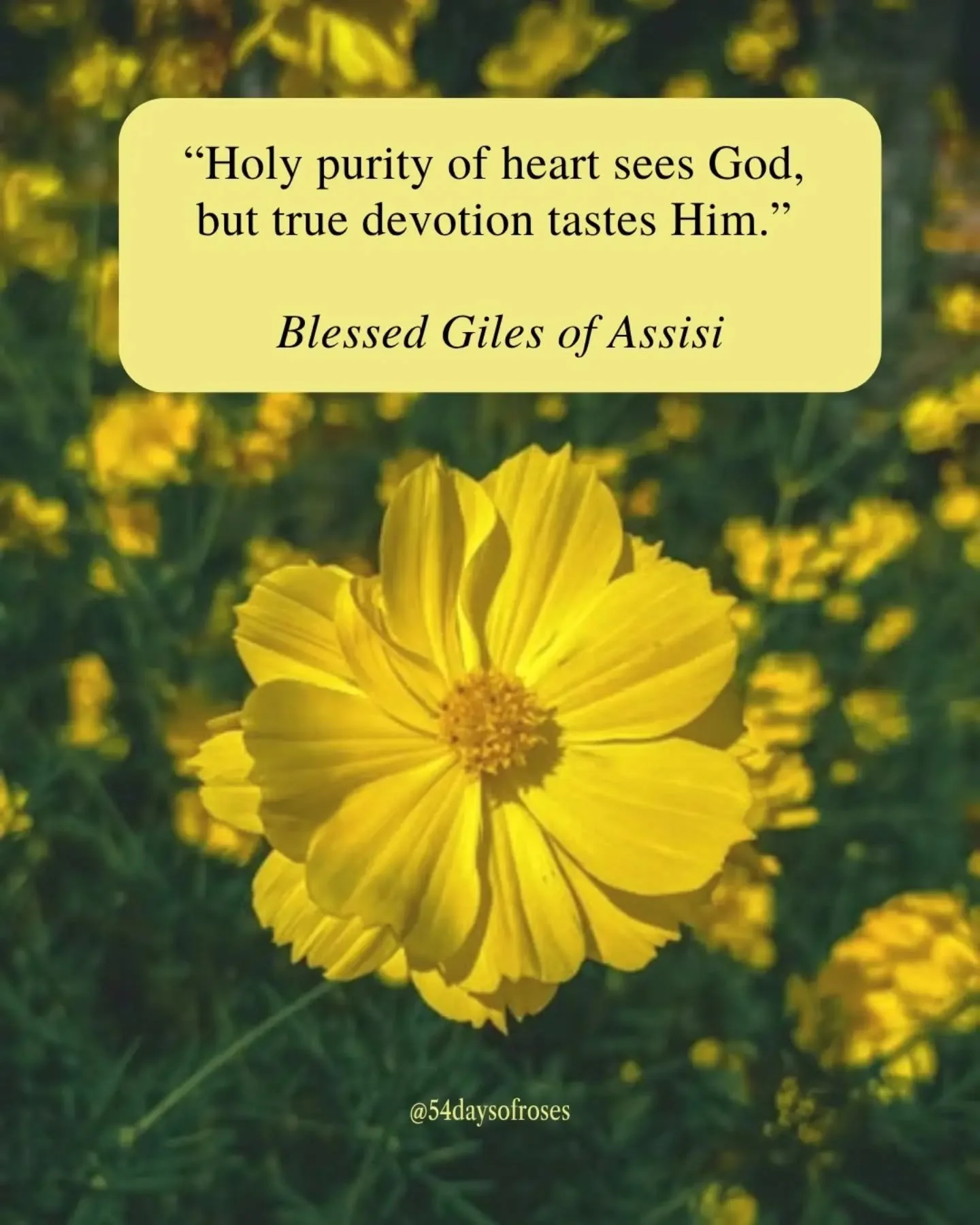 "Holy purity of heart sees God, but true devotion tastes Him." -Blessed Giles of Assisi

Born around 650 in Athens, Saint Giles gave up wealth, comfort, and recognition to live as a hermit in the forests of southern France. His only compani