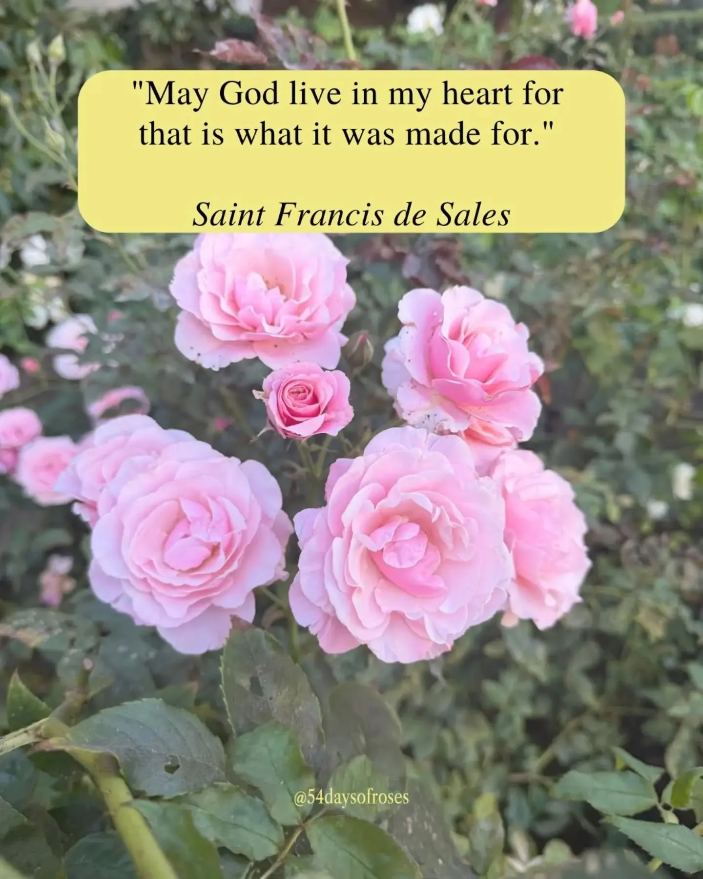 "May God live in my heart, for that is what it was made for." -St. Francis de Sales

Saint Rose of Viterbo was born around 1233 in Viterbo, Italy, to a poor and humble family. From her earliest years she was drawn to prayer and to the poor.