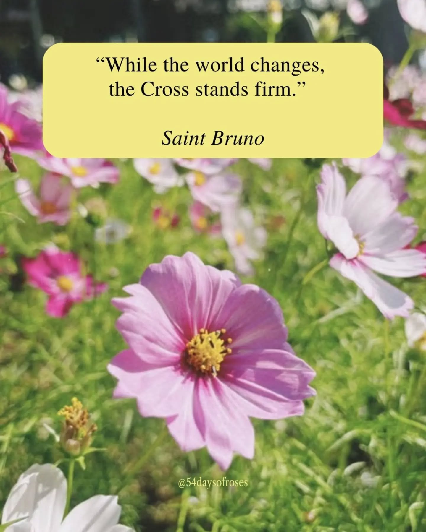 "While the world changes, the Cross stands firm." -Saint Bruno

He gave up one of the most prestigious academic careers in all of Europe. For silence. For God. For the Cross. Born in Cologne, Germany around 1030, Bruno was one of the most c