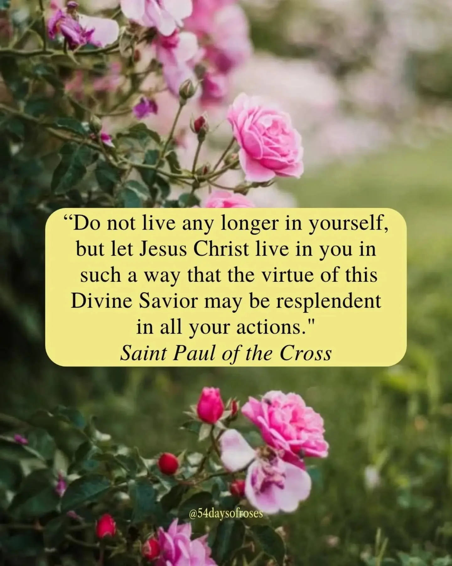 "Do not live any longer in yourself, but let Jesus Christ live in you in such a way that the virtue of this Divine Savior may be resplendent in all your actions." -Saint Paul of the Cross

Read that again. Slowly. Because those words are no