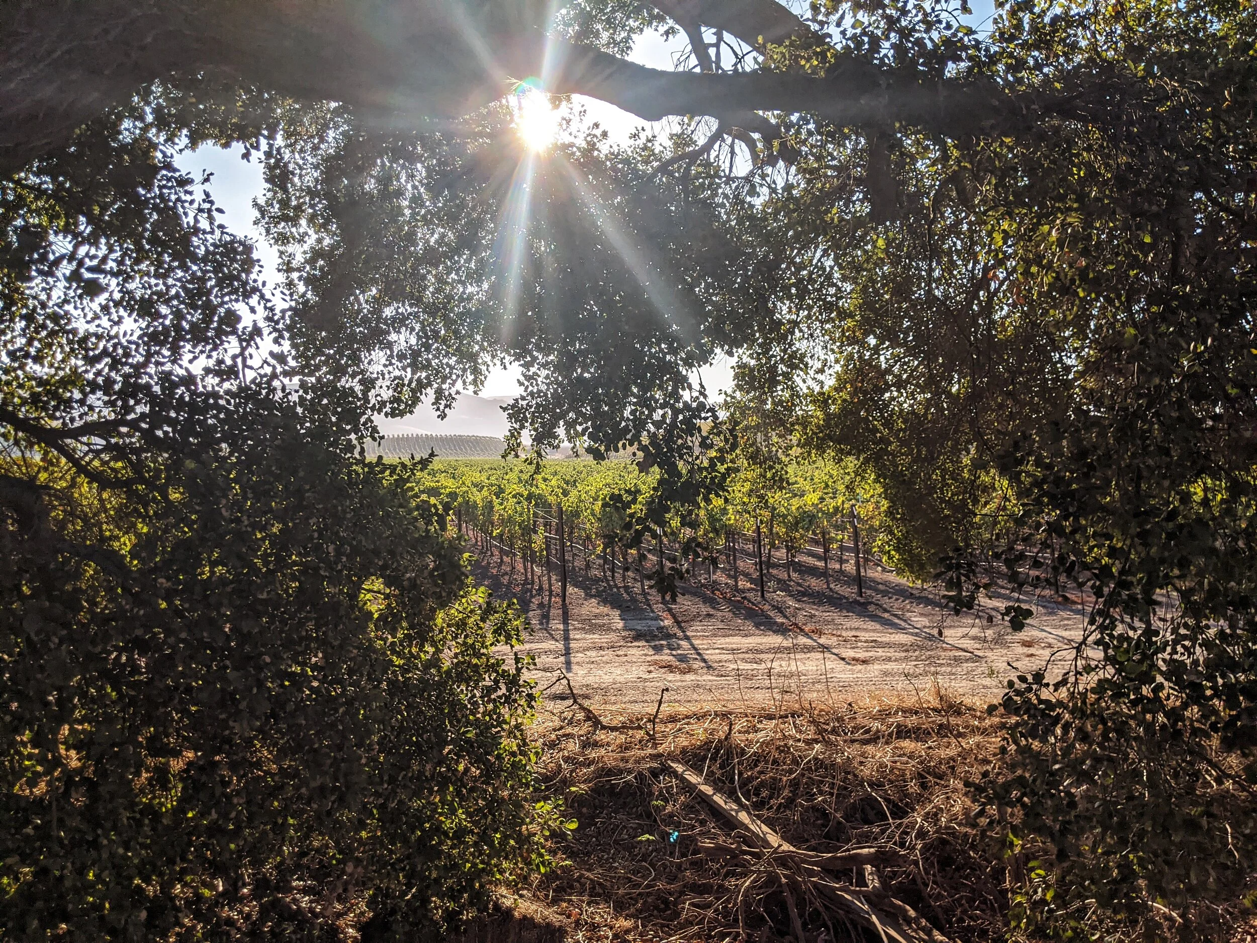 Lent Week 3 - Radical Love