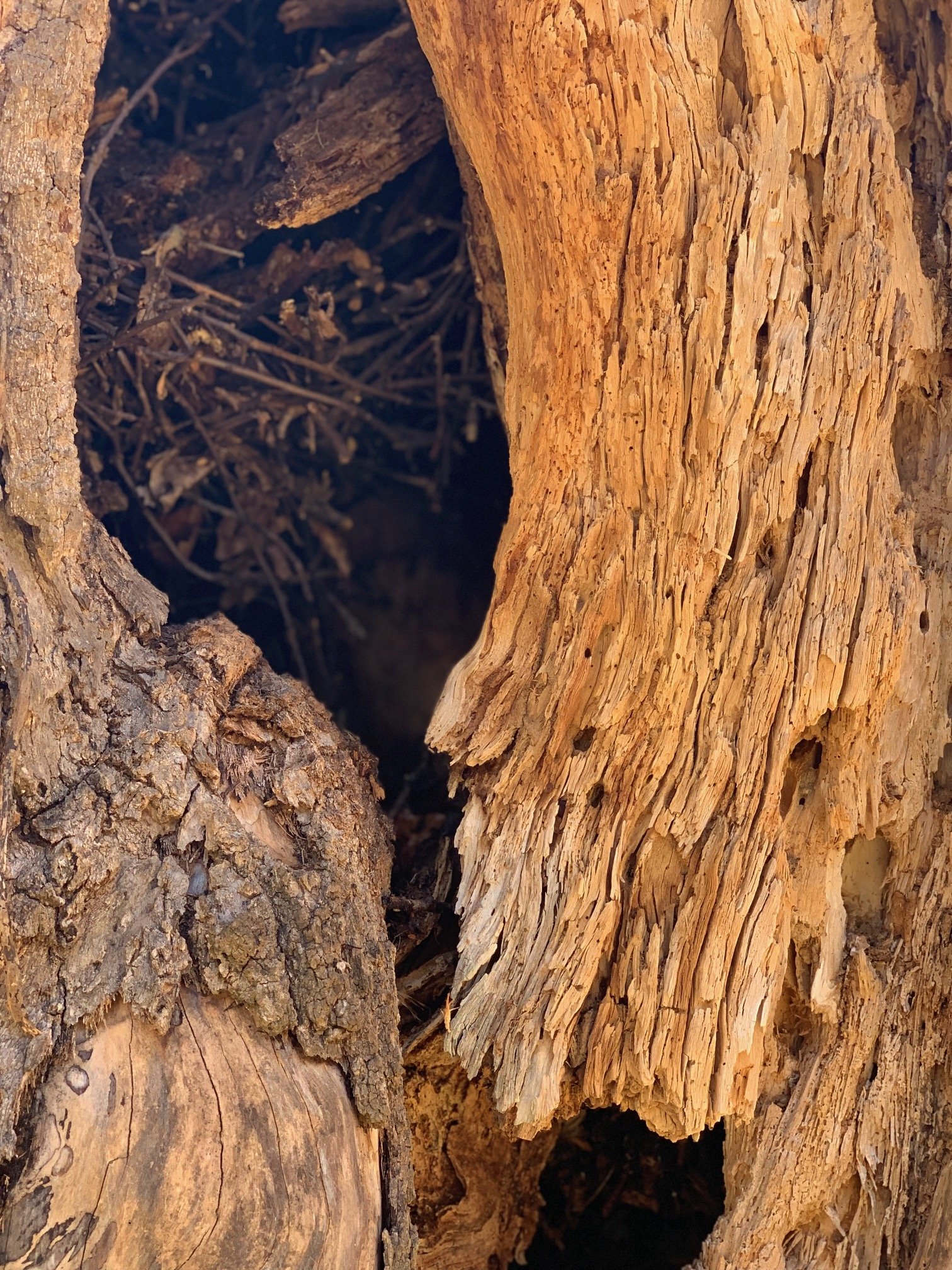 McCray-animal-nest-in-tree-221130.jpg