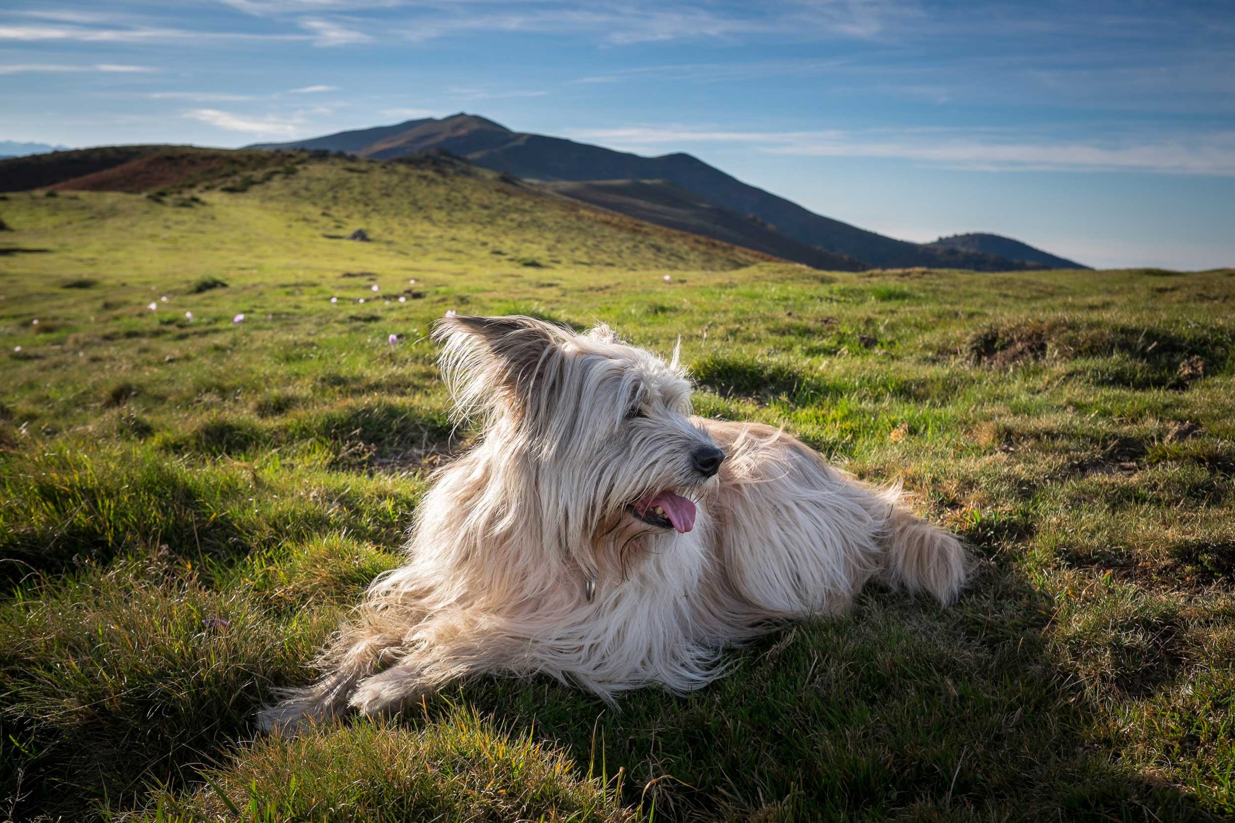 Chien,-berger-des-Pyrénées-HD.jpg