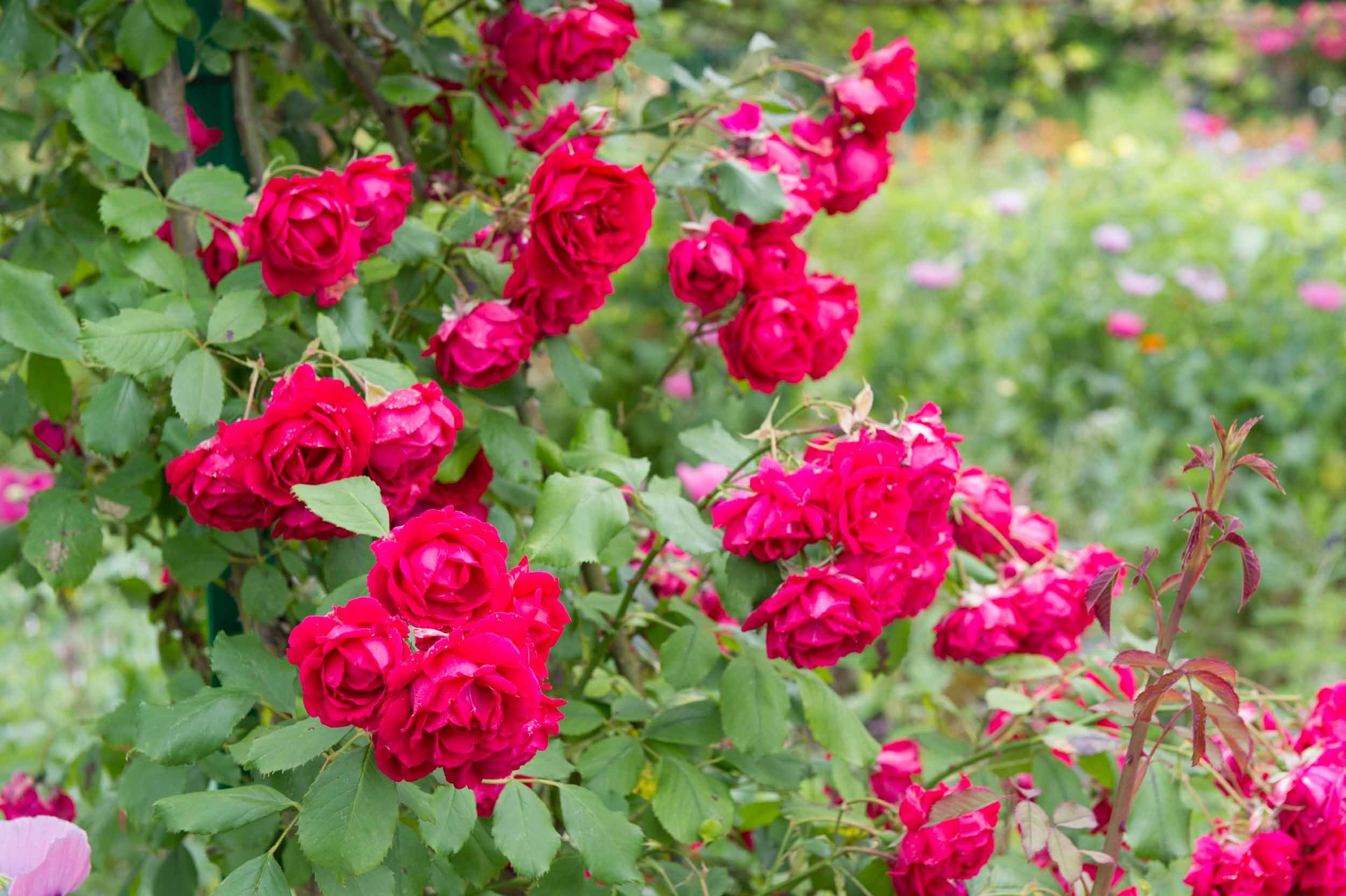 Monet-9365.jpg
