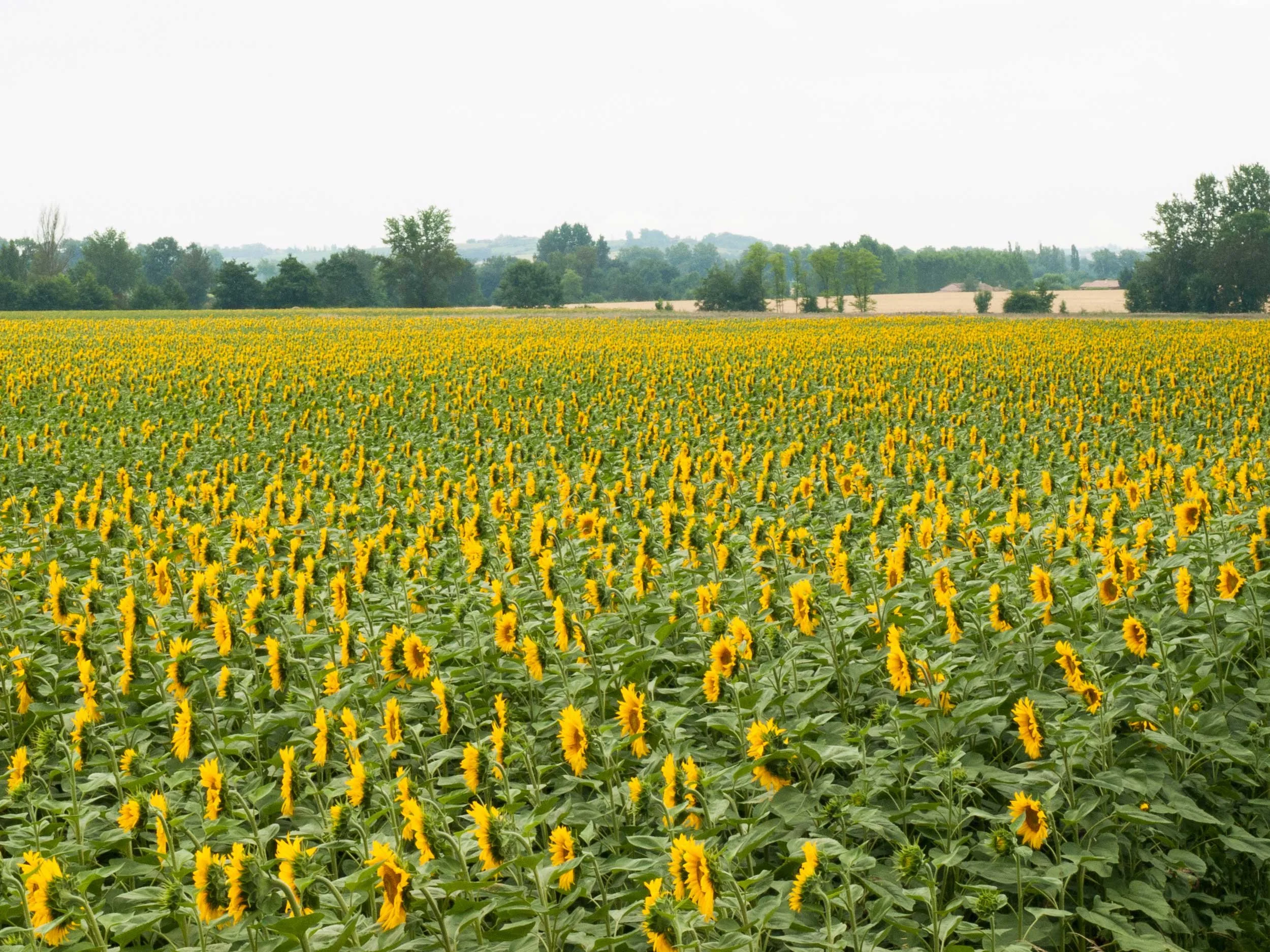 Sunflowers-French-Views-Chris-Handel-Photography-026.jpg