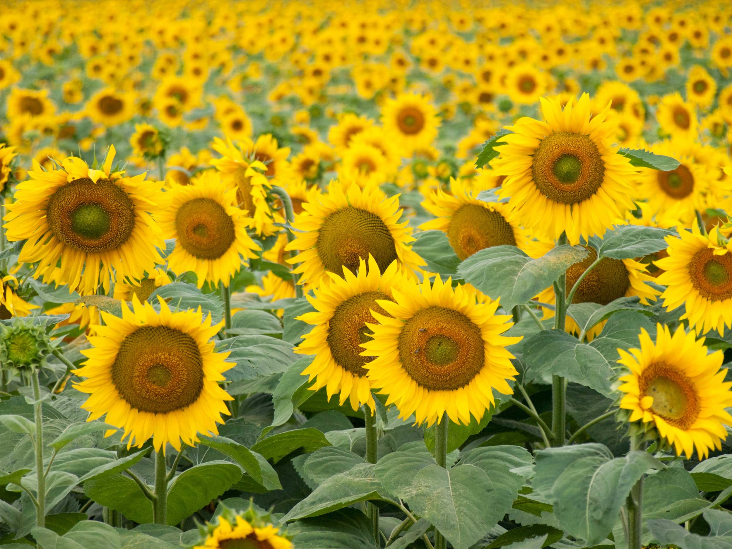 Sunflowers-French-Views-Chris-Handel-Photography-075.jpg