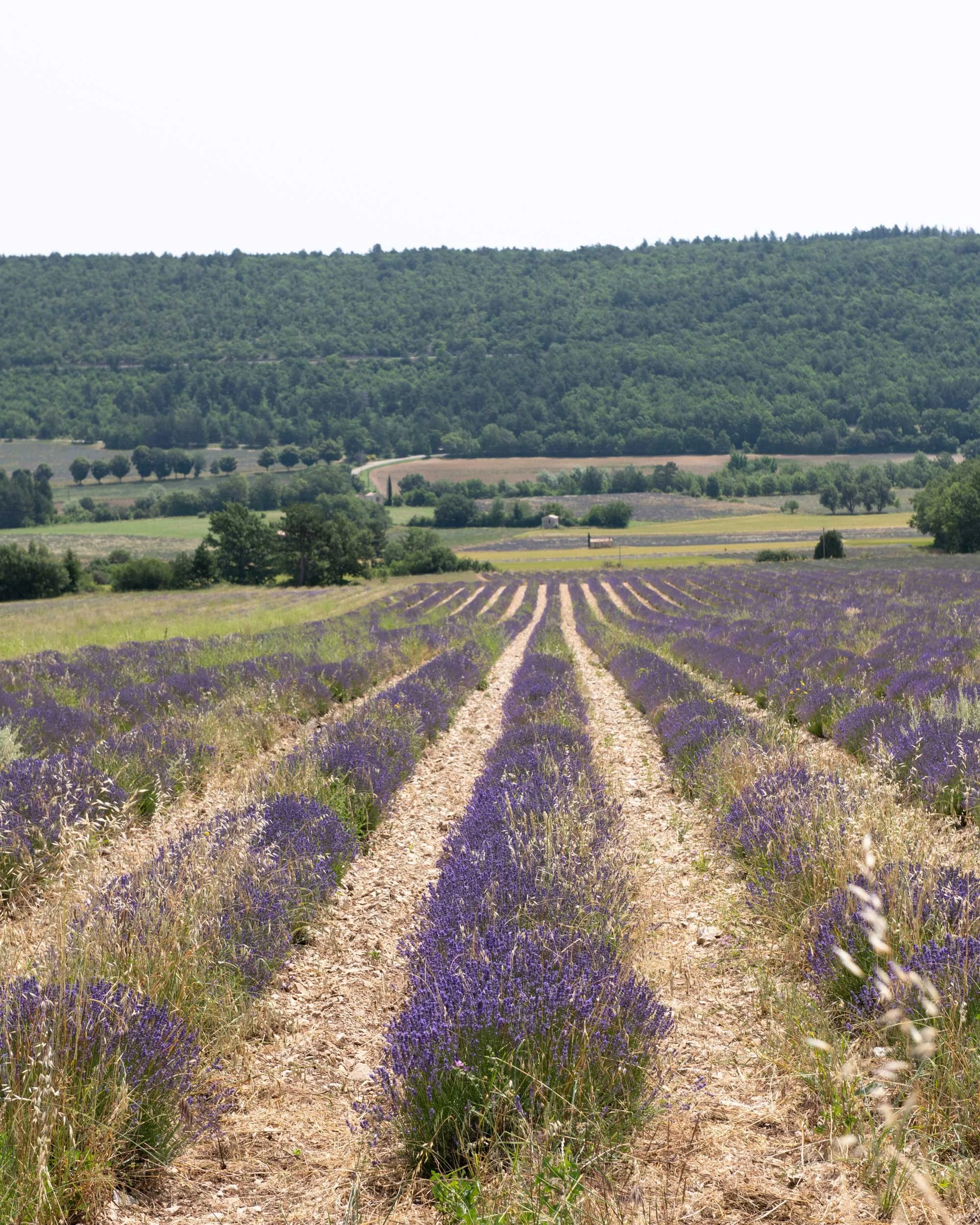 On the lavender trail