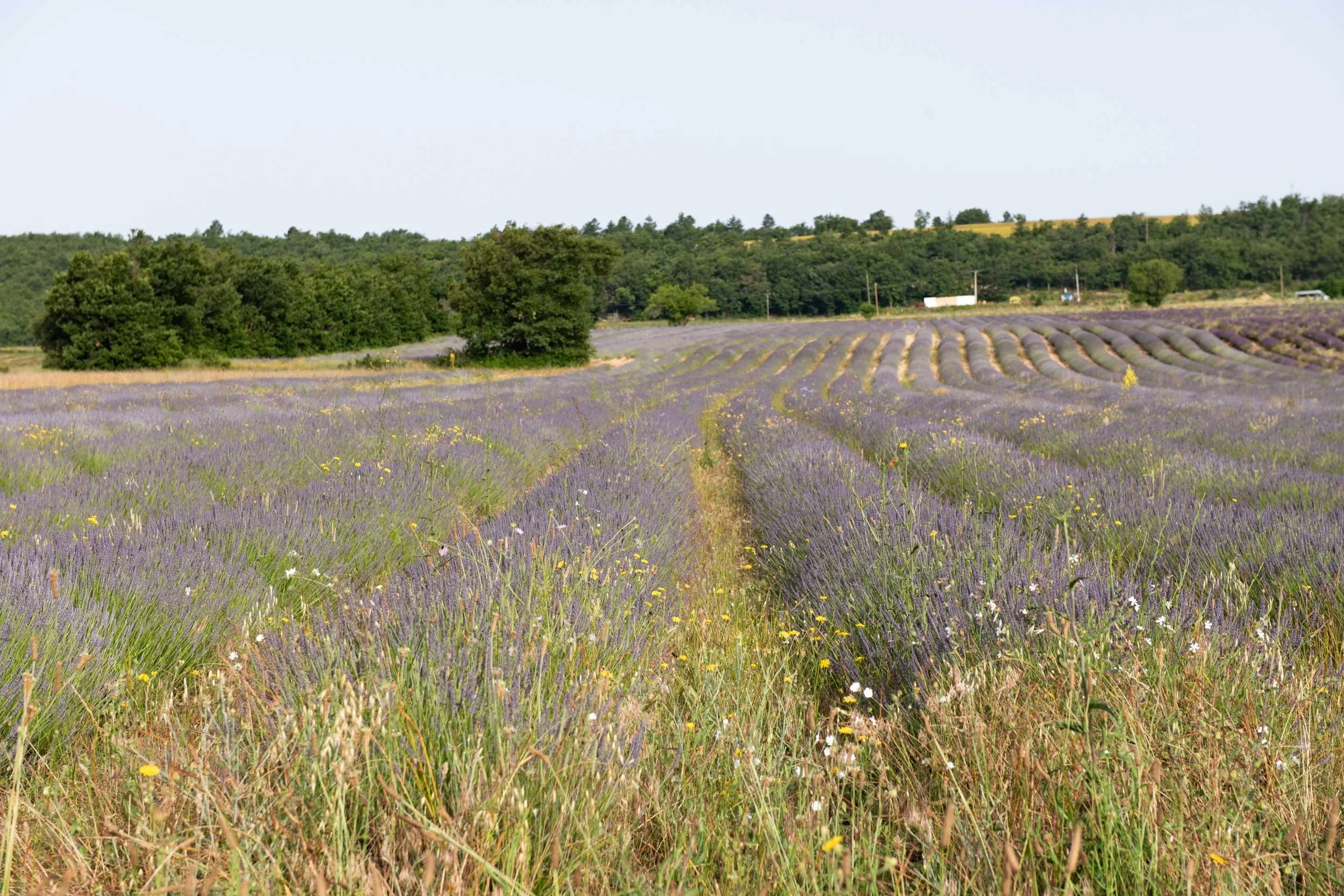 Lavender-Route-&-Ventoux-28.06.24-French-Views-Chris-Handel-Photographer-13-1940.jpg