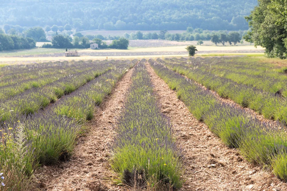 Lavender-Route-&-Ventoux-28.06.24-French-Views-Chris-Handel-Photographer-14-1944.jpg
