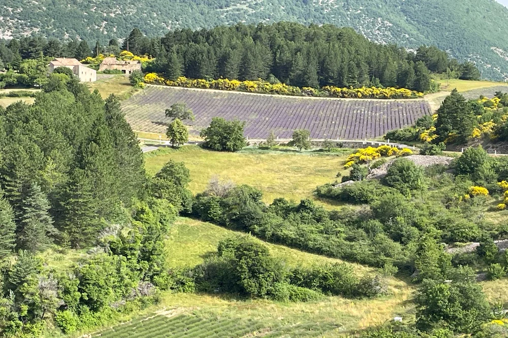 Lavender-Route-&-Ventoux-28.06.24-French-Views-Chris-Handel-Photographer-22-7098.jpg
