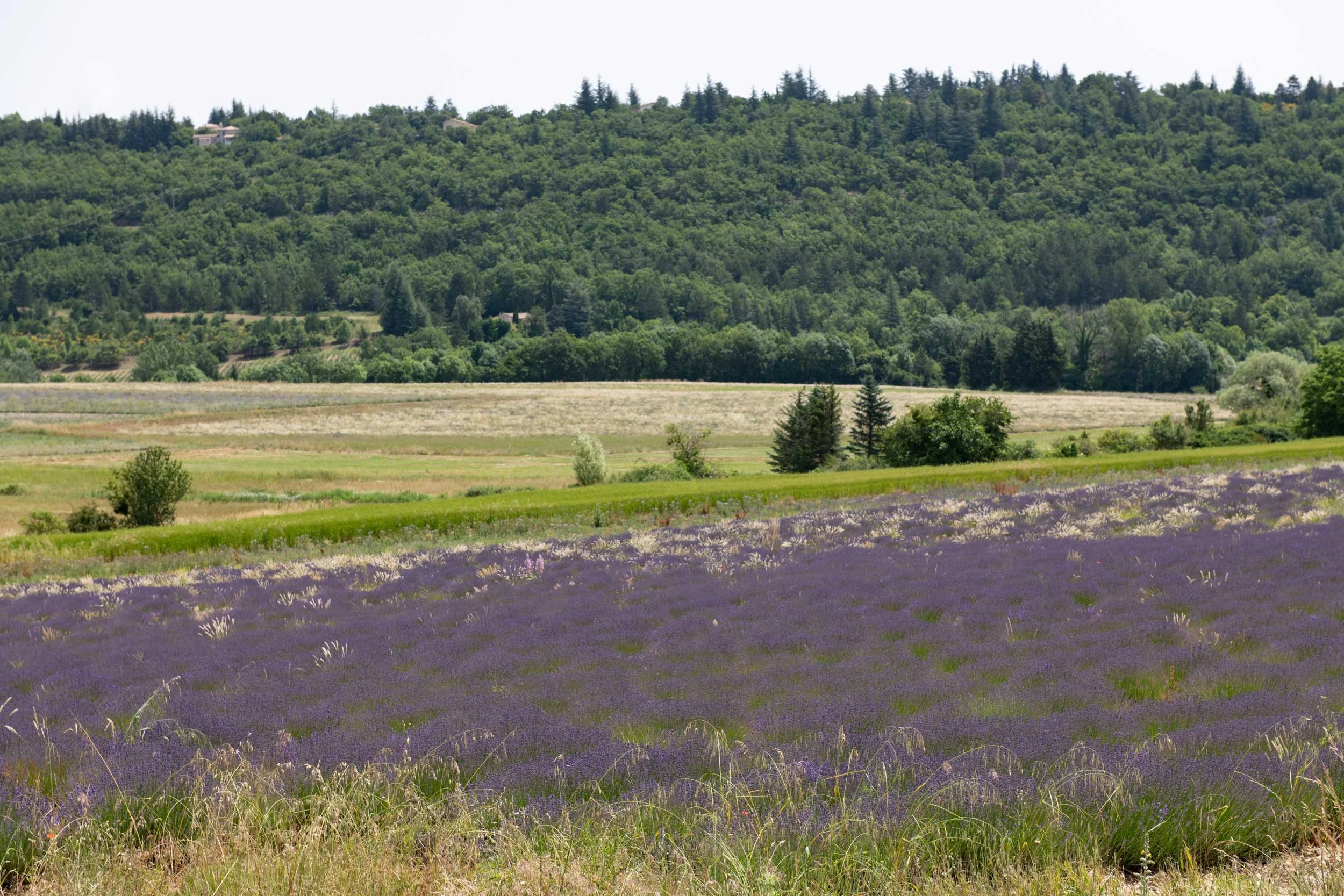 Lavender-Route-&-Ventoux-28.06.24-French-Views-Chris-Handel-Photographer-73-1978.jpg