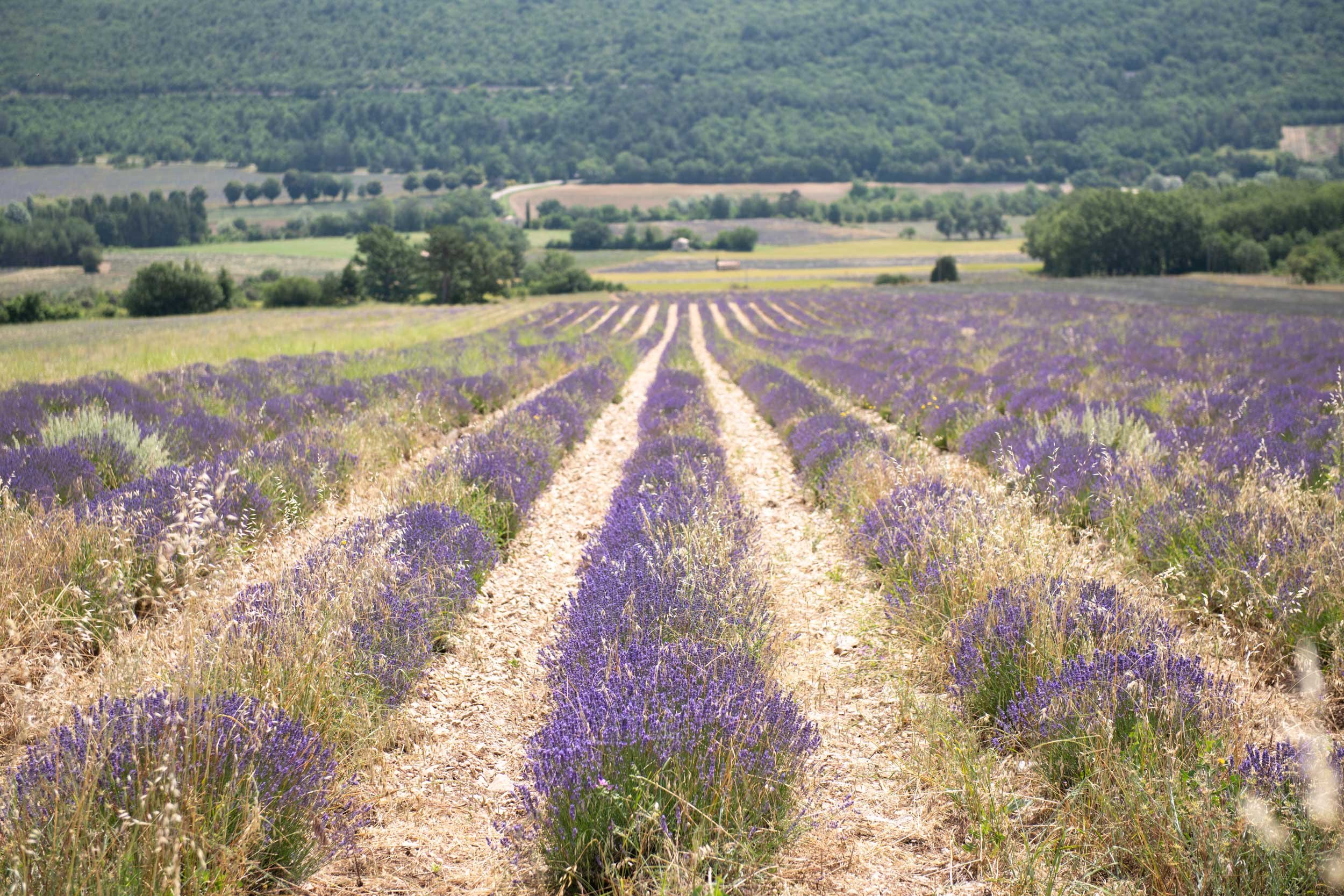 Lavender-Route-&-Ventoux-28.06.24-French-Views-Chris-Handel-Photographer-61-1959.jpg