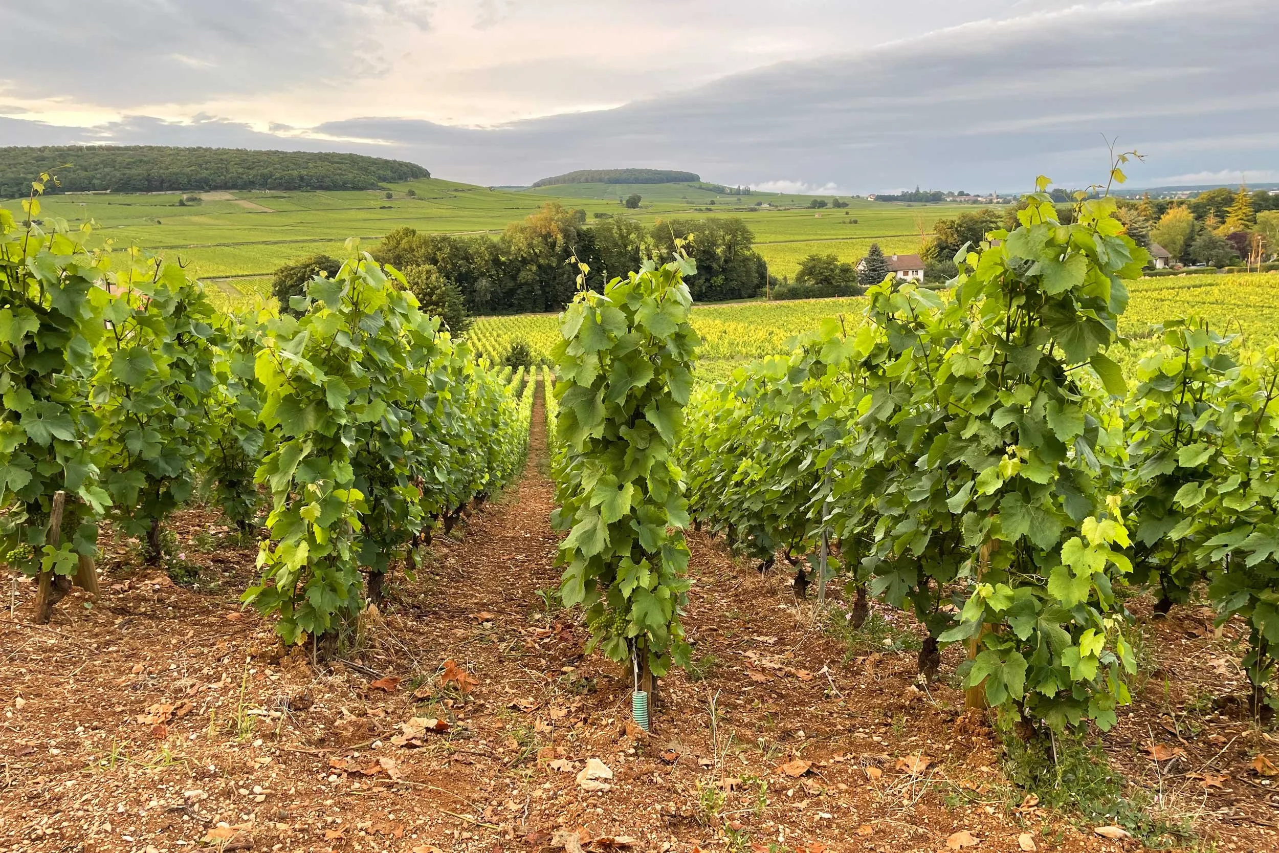 Bourgogne-French-Views-Chris-Handel-Photographer-36-3215.jpg