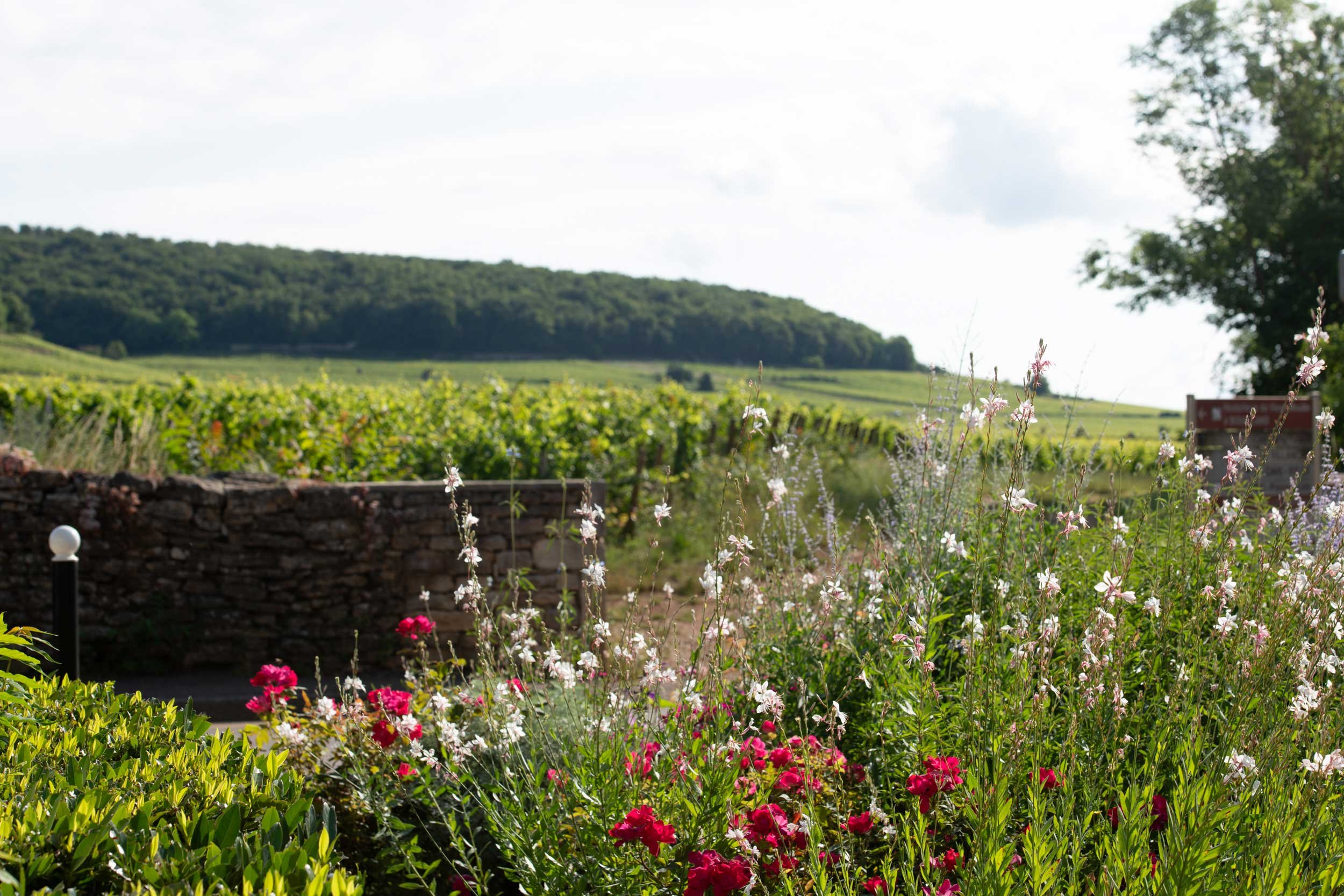 Bourgogne-French-Views-Chris-Handel-Photographer-17-2046.jpg