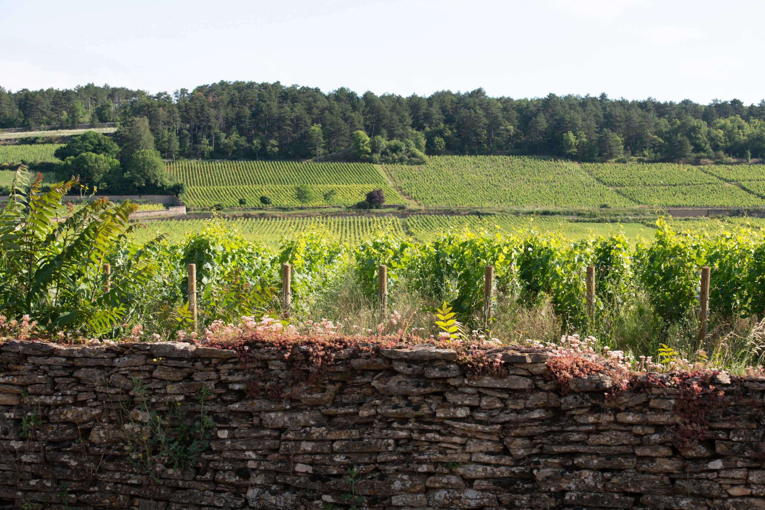 Bourgogne-French-Views-Chris-Handel-Photographer-18-2049.jpg
