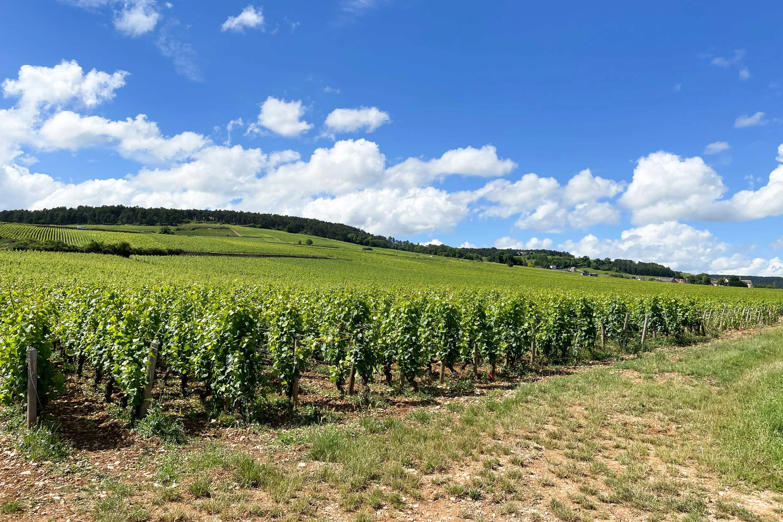 Bourgogne-French-Views-Chris-Handel-Photographer-14-7266.jpg