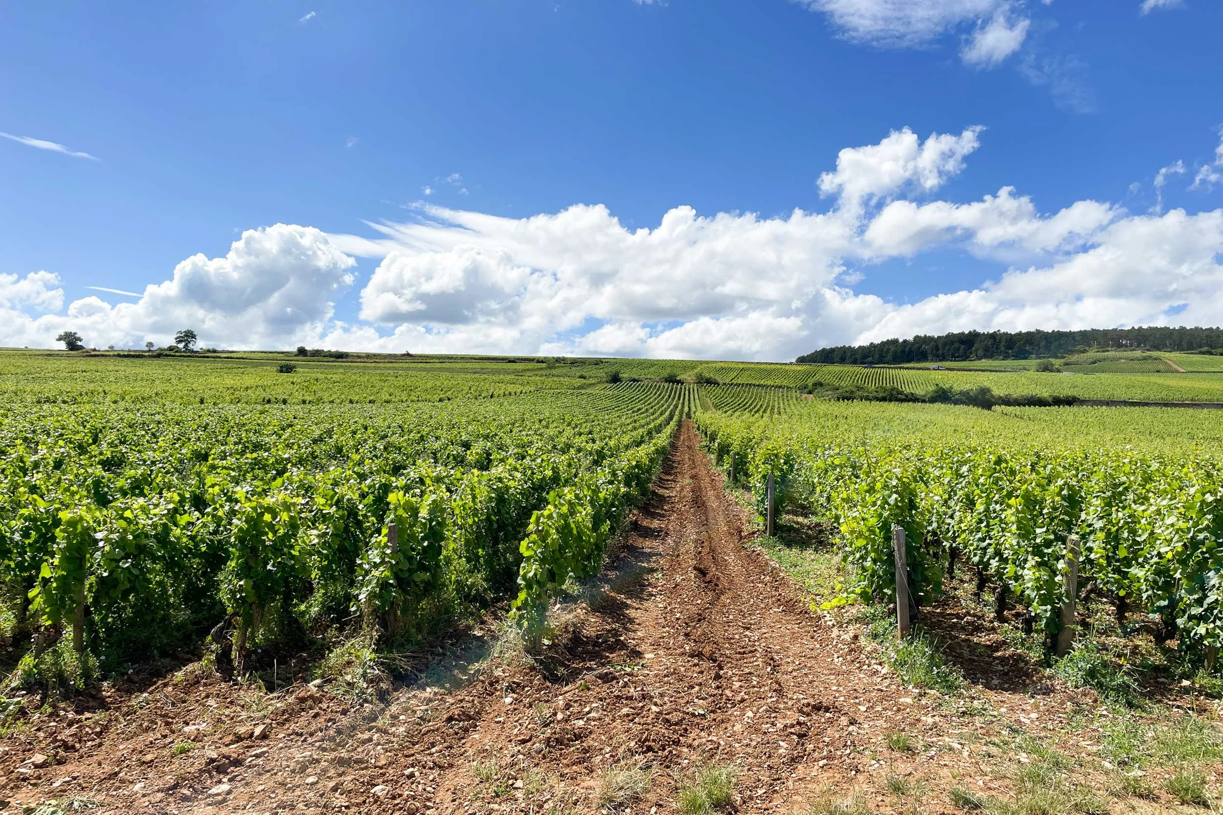 Bourgogne-French-Views-Chris-Handel-Photographer-15-7267.jpg