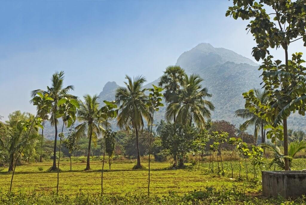 Ein tropischer Garten mit Palmen und anderen Bäumen vor dem Hintergrund einer Gebirgskette bei sonnigem Himmel.