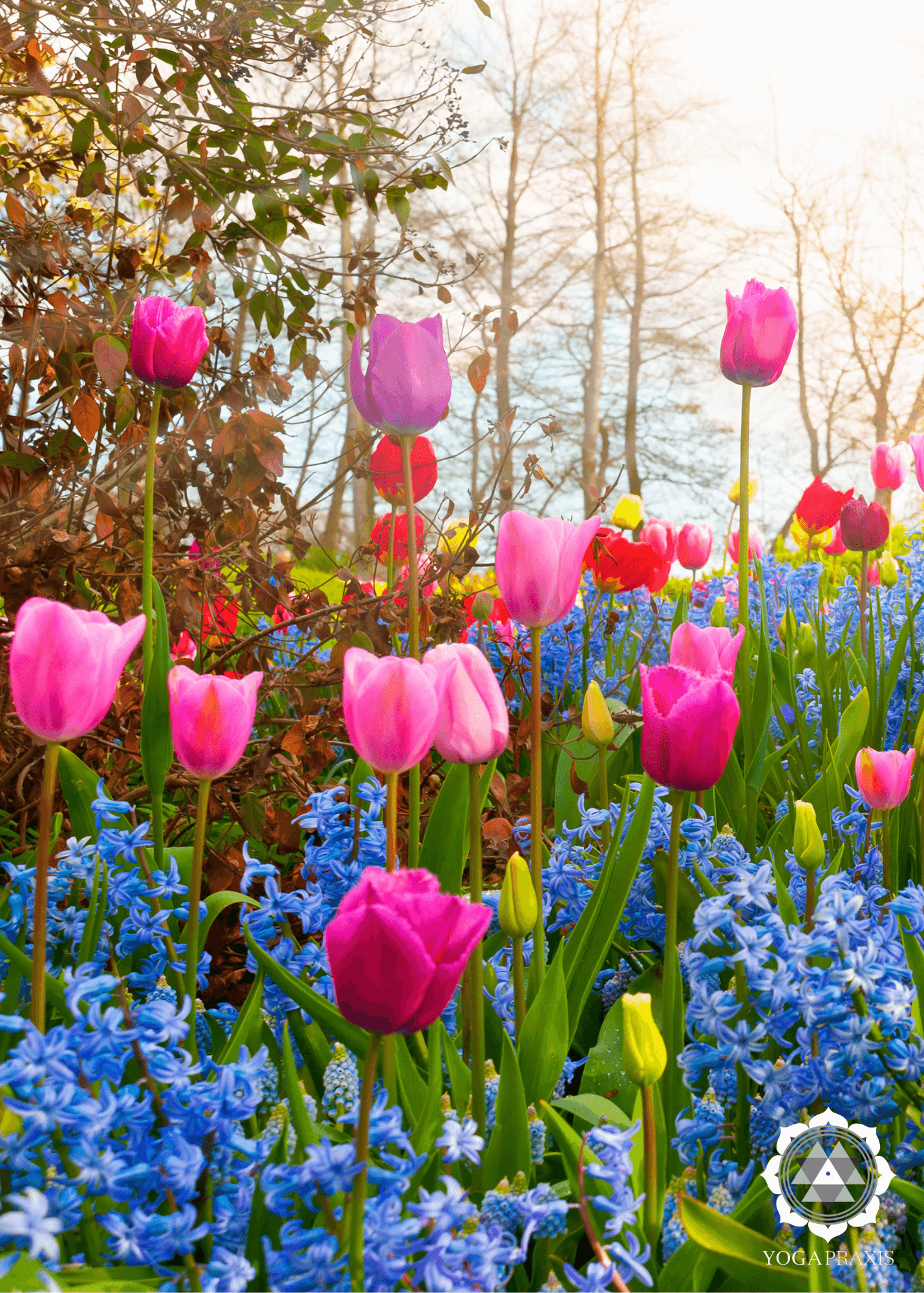 Bunte Frühlingsblumen, hauptsächlich pinke Tulpen und blaue Hyazinthen, in einem Garten mit Bäumen im Hintergrund bei Sonnenlicht: YogaTag Frühling bei der Yogapraxis Miltenberg.