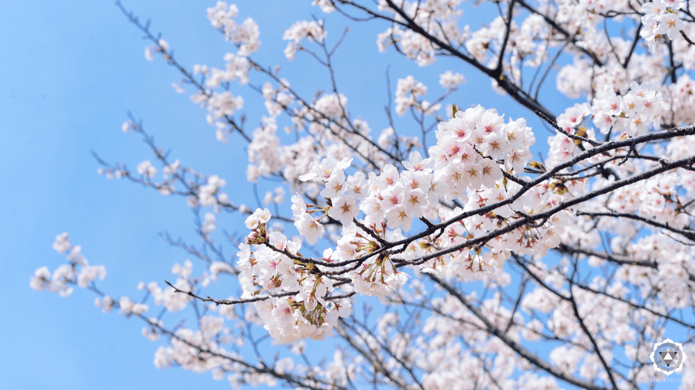 Blühende Kirschblüten an einem Baum gegen blauen Himmel.