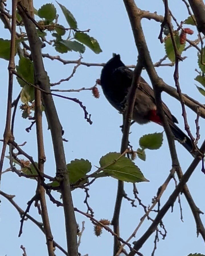 Red-vented bulbul, morning walk 😊