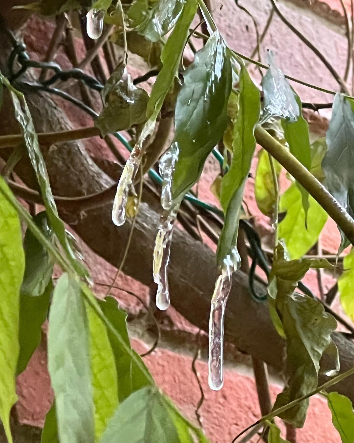 Icicles on the wisteria!