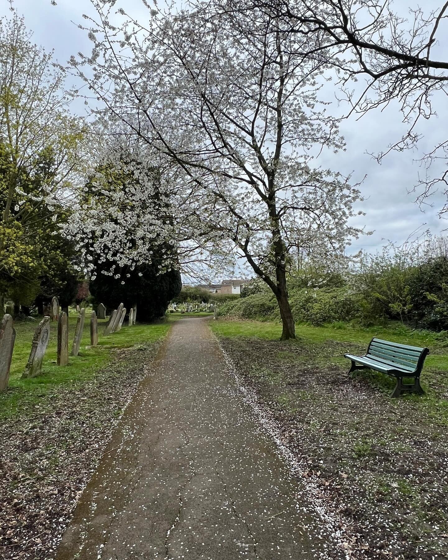 Spring. Sort of. Blossom. Wind and rain.