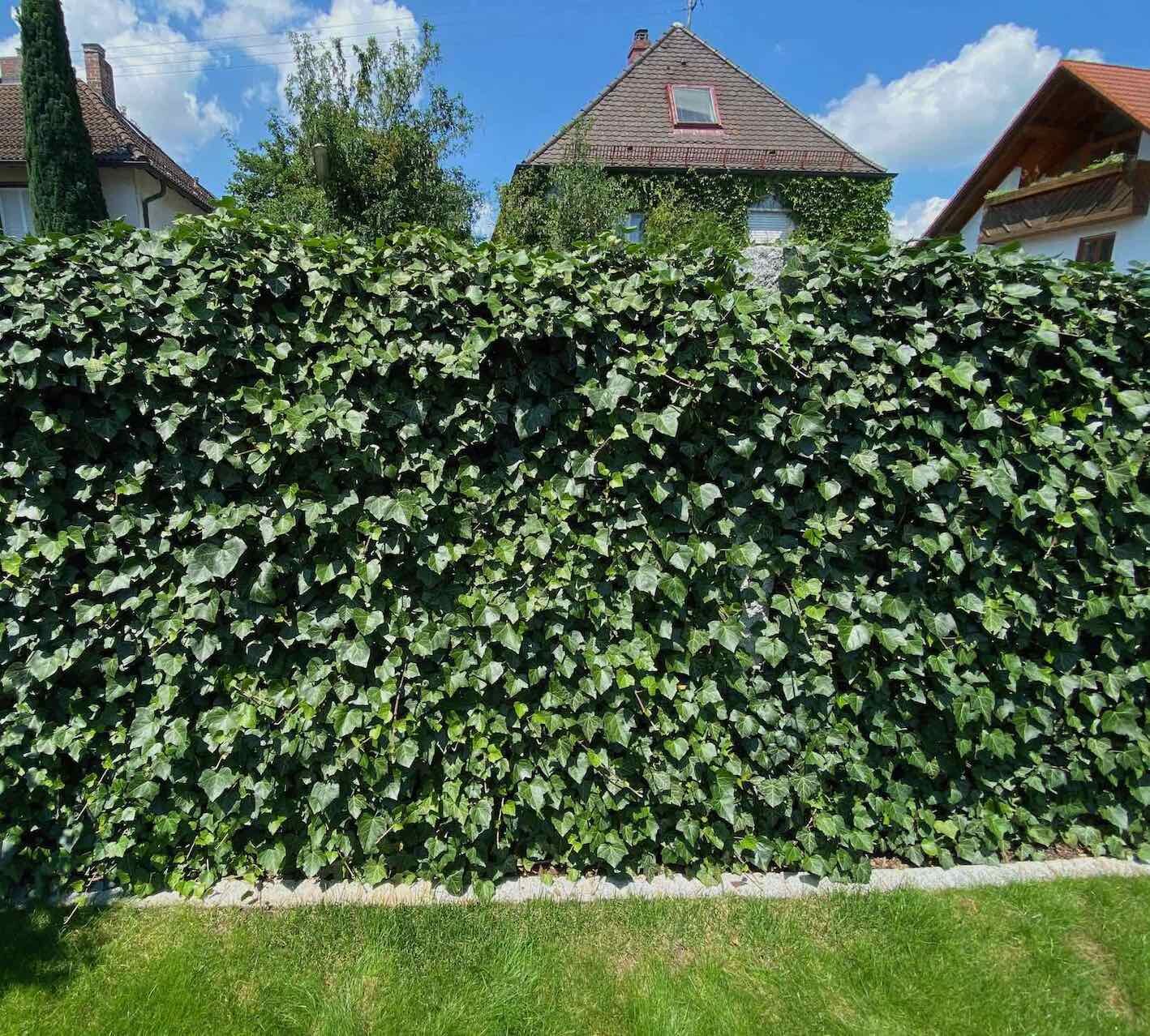 Efeuhecken kommen sowohl mit Schatten und Sonne im Garten zurecht und bilden eine etwa 20 cm schlanke Wand