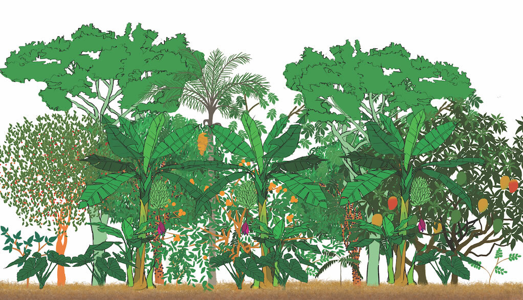 Agroecological Responses for Climate Resilience
