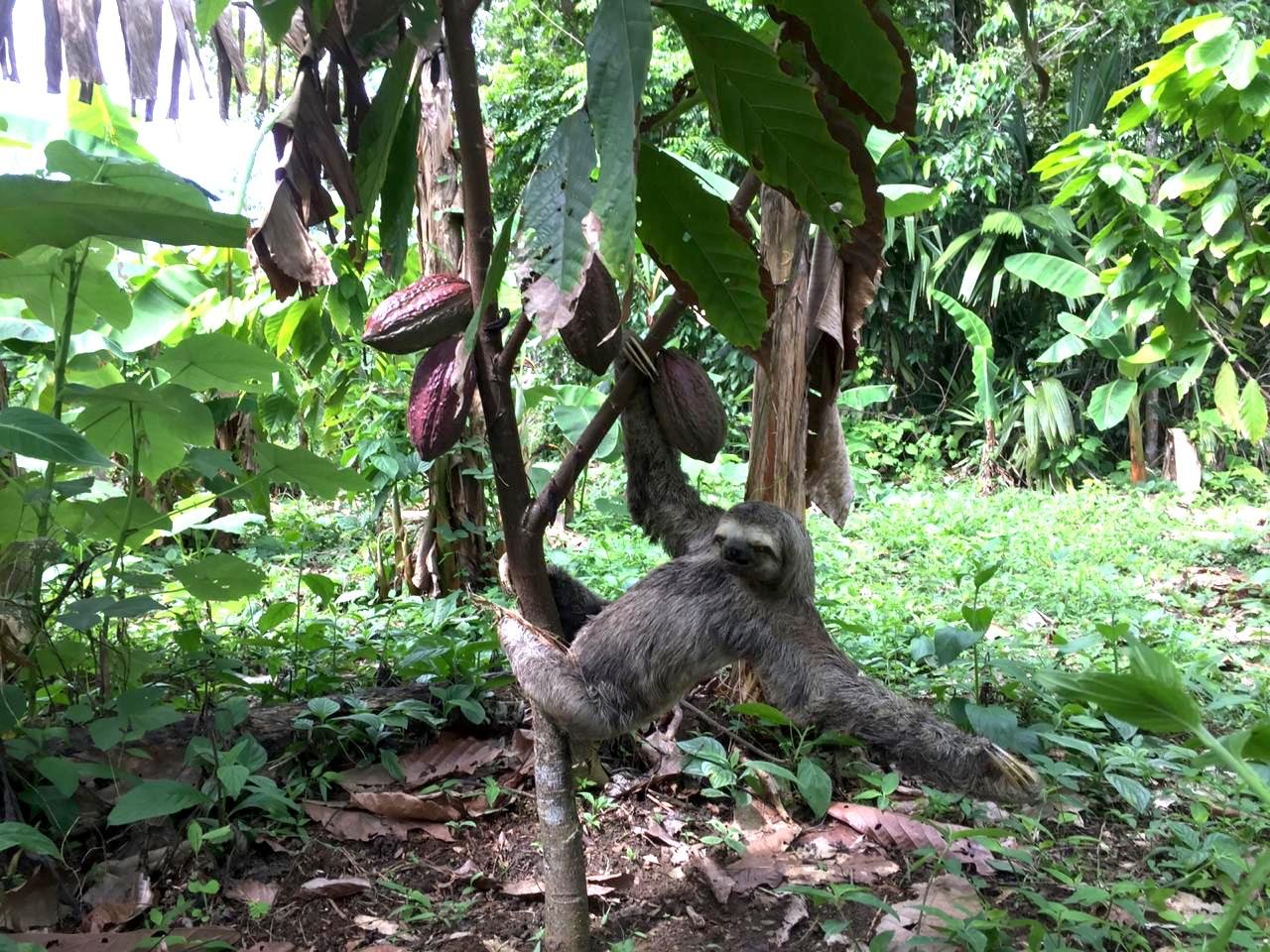 Cocoa Agroforestry as Driver for Climate Resilience