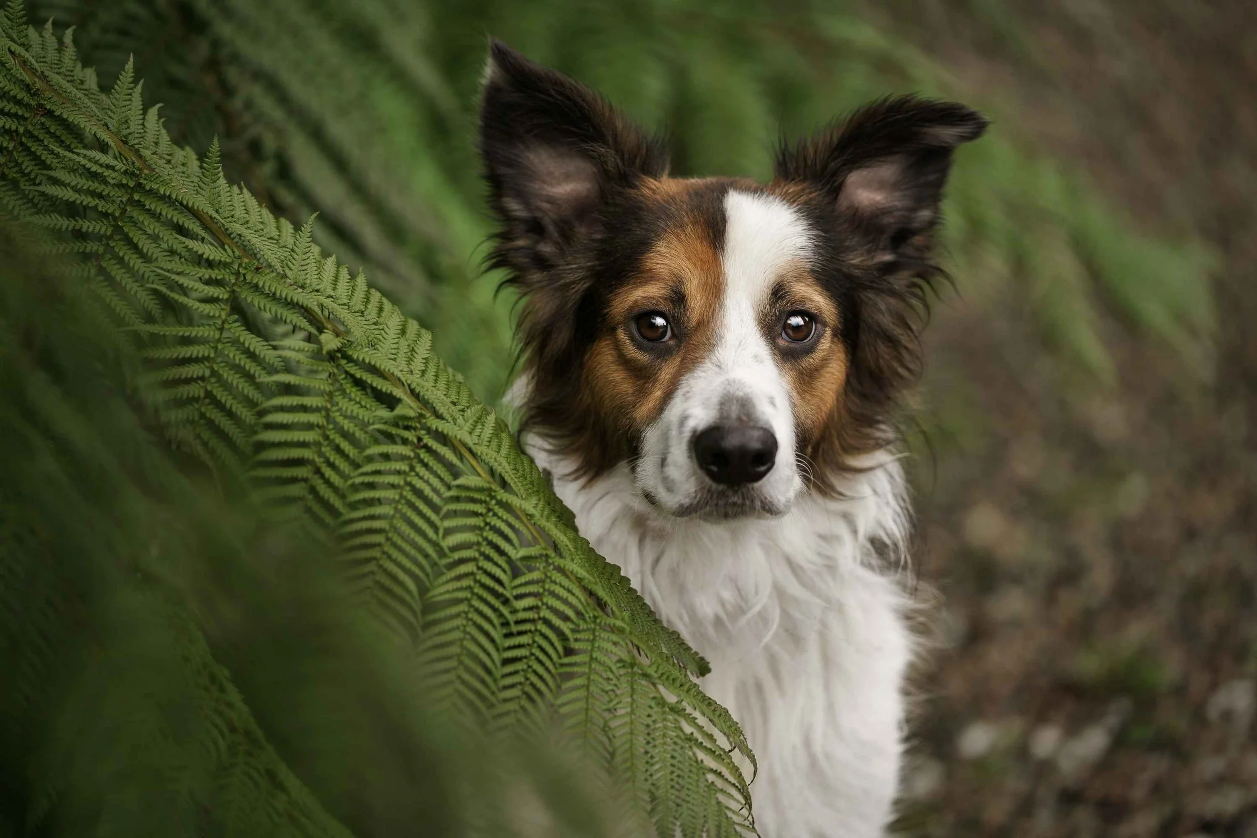 Brown & white border collie sitting beside green fern leaves in national trust mount stewart Northern Ireland