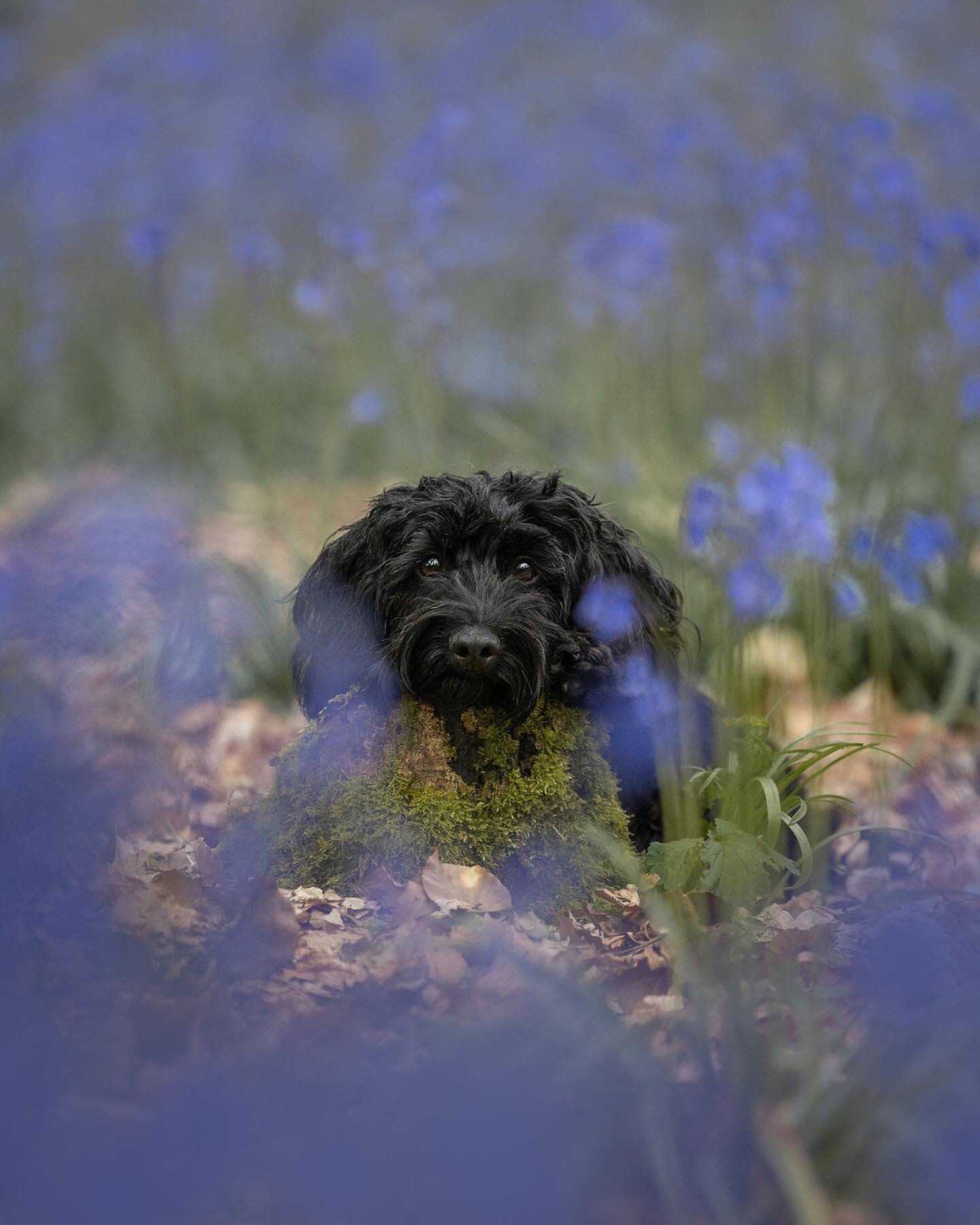 Playing &lsquo;peek a blue&rsquo; with Bonnie. #belfastdog #belfastdogphotographer #nidogphotographer #northernirelanddogs #belfastdogs #dogloversni #dogfriendlyni #northernirelanddoglovers #belfast #cockapoolove #cockapoolife #cockapoodaily