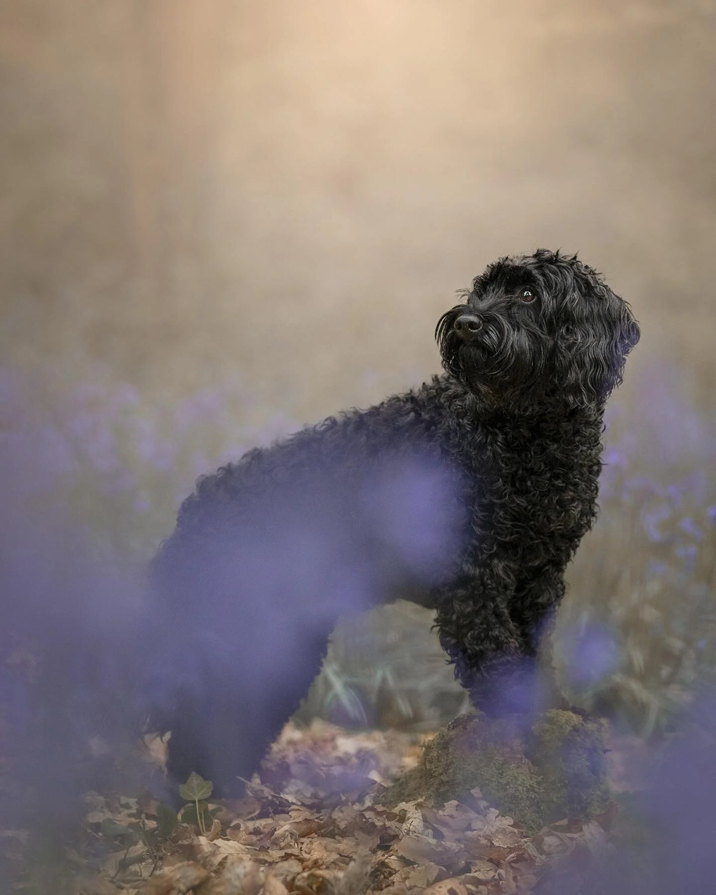 Bonnie in a little carpet of blue. Did you know that bluebells are a delicate flower &amp; if we want to keep them in our woodlands we need to be careful and respectful of them. &ldquo;Bluebell colonies take a long time to establish &ndash; around fi