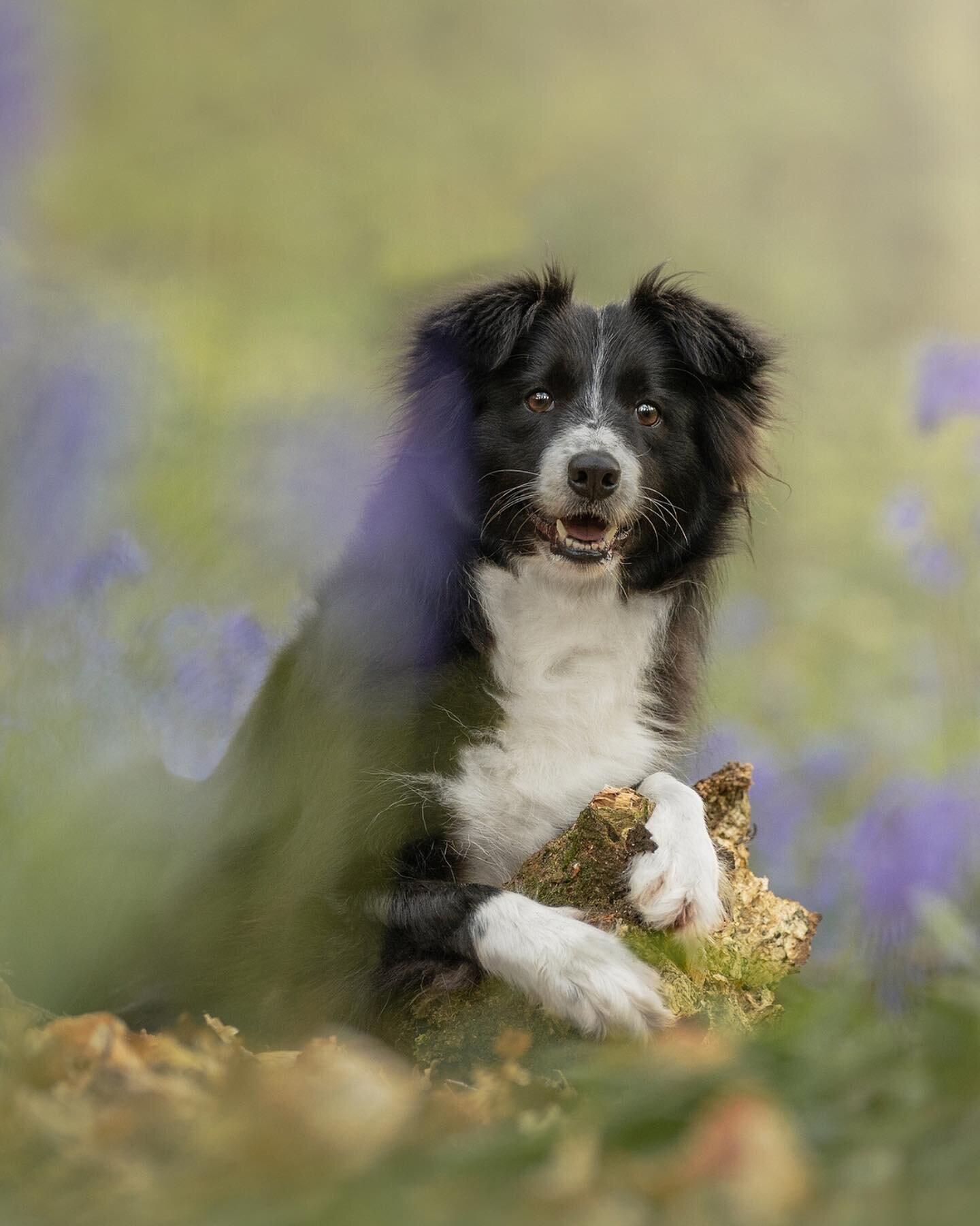 Luna #bluebells #bluebellwoods #bluebellseason #belfastdogphotographer #nidogphotographer #northernirelanddogs #northernirelanddogphotographer #bordercollie #bordercolliesofinstagram #bordercollielovers #bordercollieworld #belfast