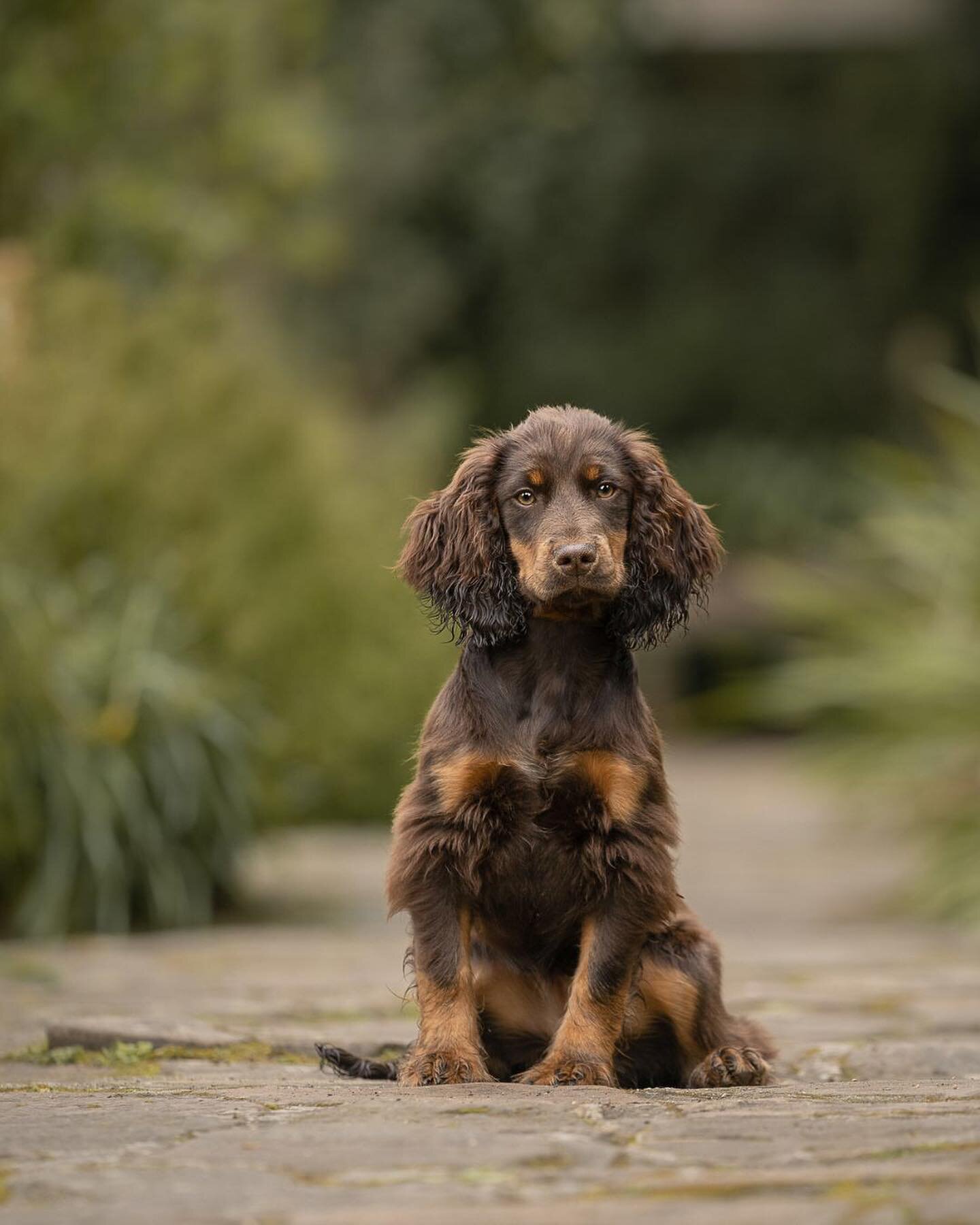 One times cute pup doing a very good big boy sit #belfastdogphotographer #nidogphotographer #dogloversni #dogfriendlyni #puppylife #puppy #spanielsofinstagram #spanielsofinsta #spanielpuppy #belfastdog #belfastdogs #nidogsofinstagram #nidogs #belfast