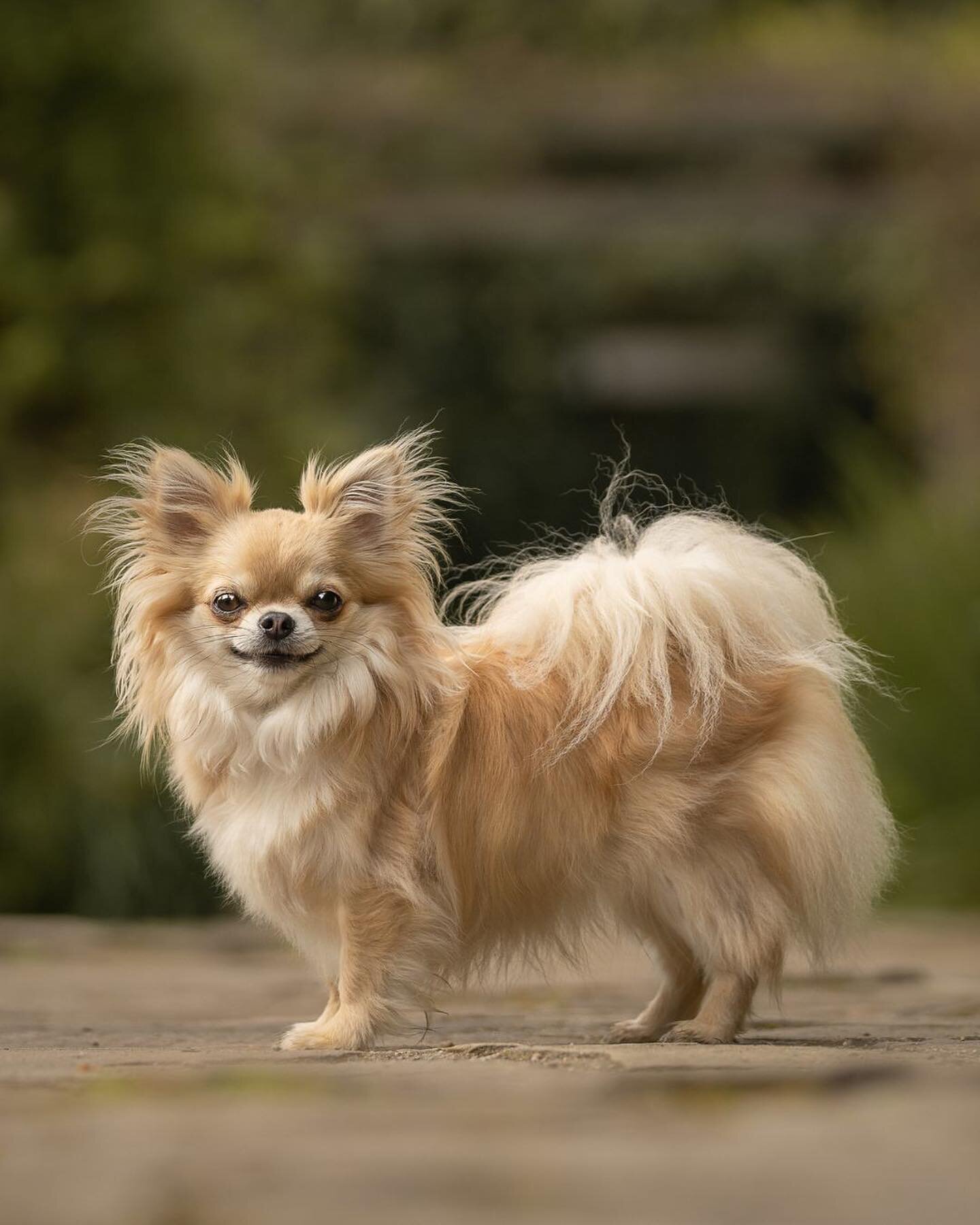 Check out this little smile #smalldogsofinstagram #smalldogsrule #smalldogsrock #belfastdogphotographer #nidogphotographer #northernirelanddogs #northernirelanddogphotographer #dogloversni #dogfriendlyni #mustlovedogs #belfastdog #dogsni