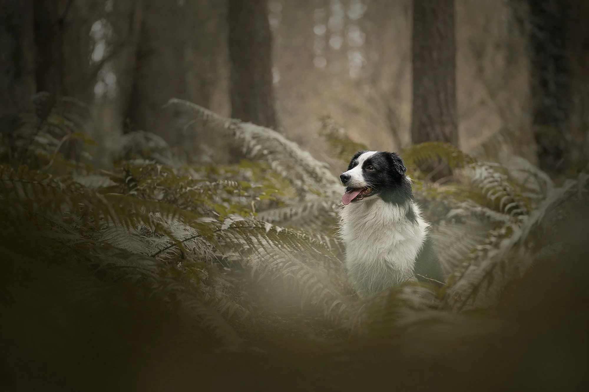 Dog photography Northern Ireland
