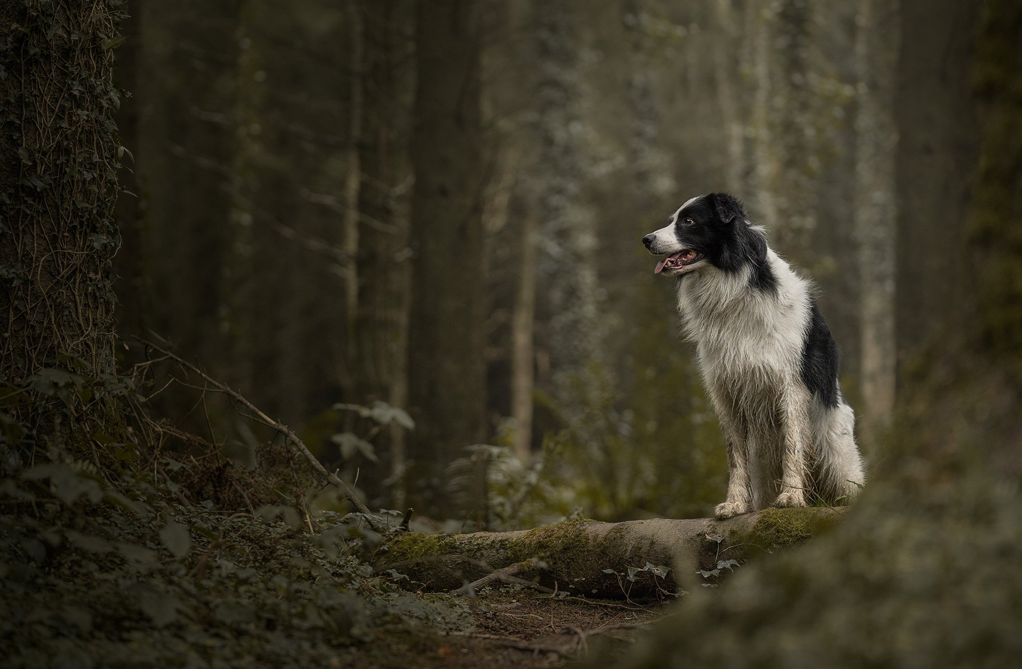 Dog photography Northern Ireland