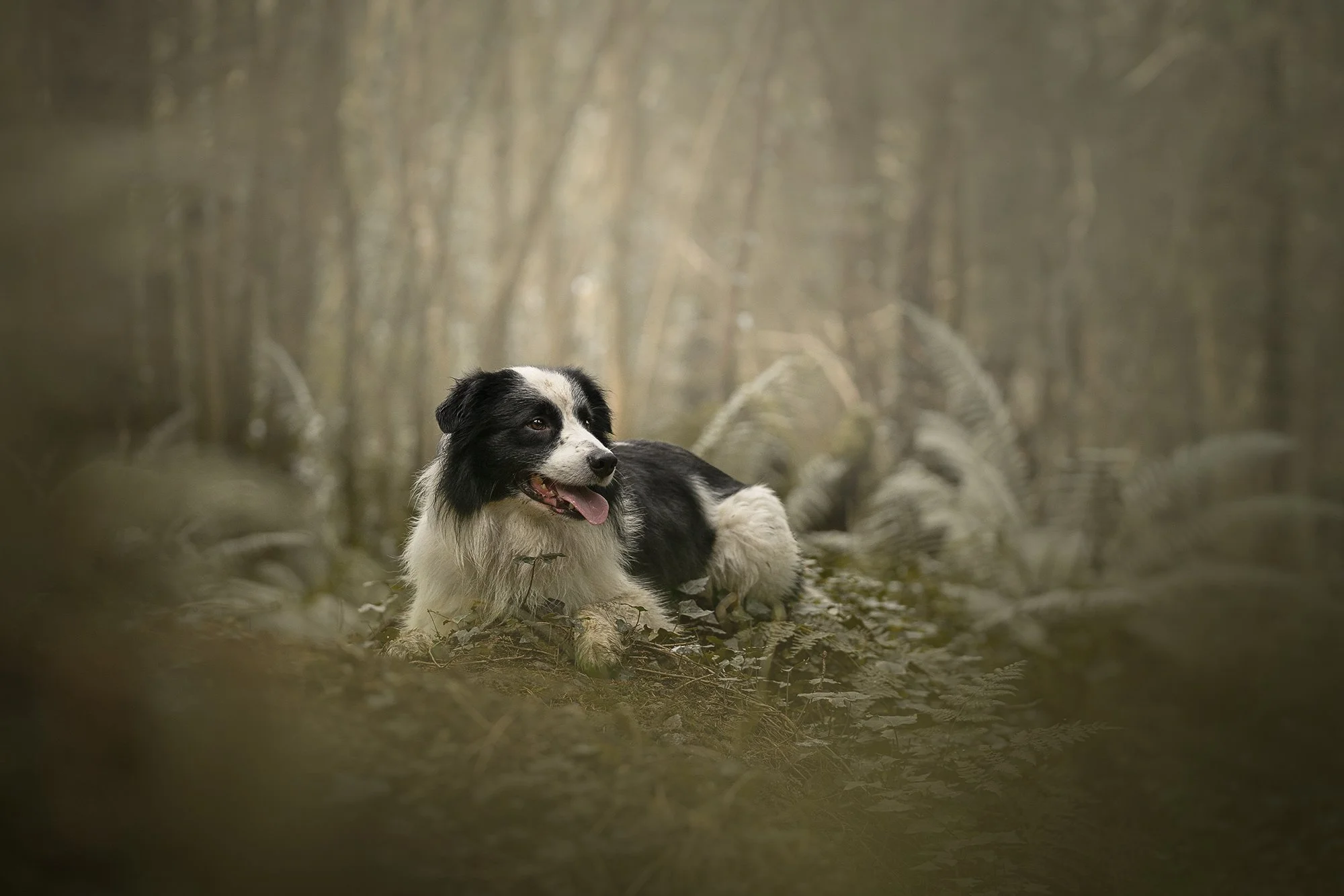 Dog photography Northern Ireland