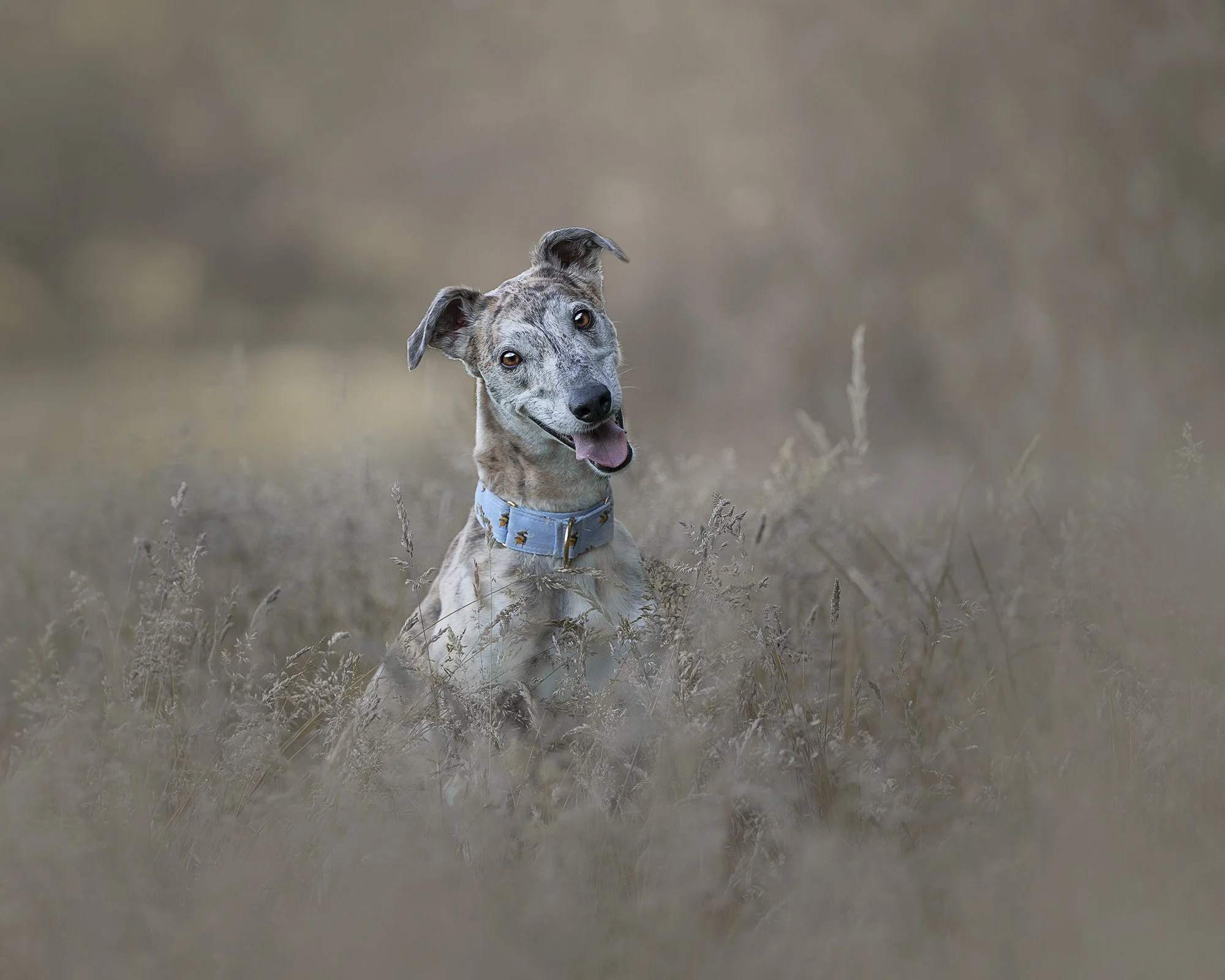 Dog Photography Belfast