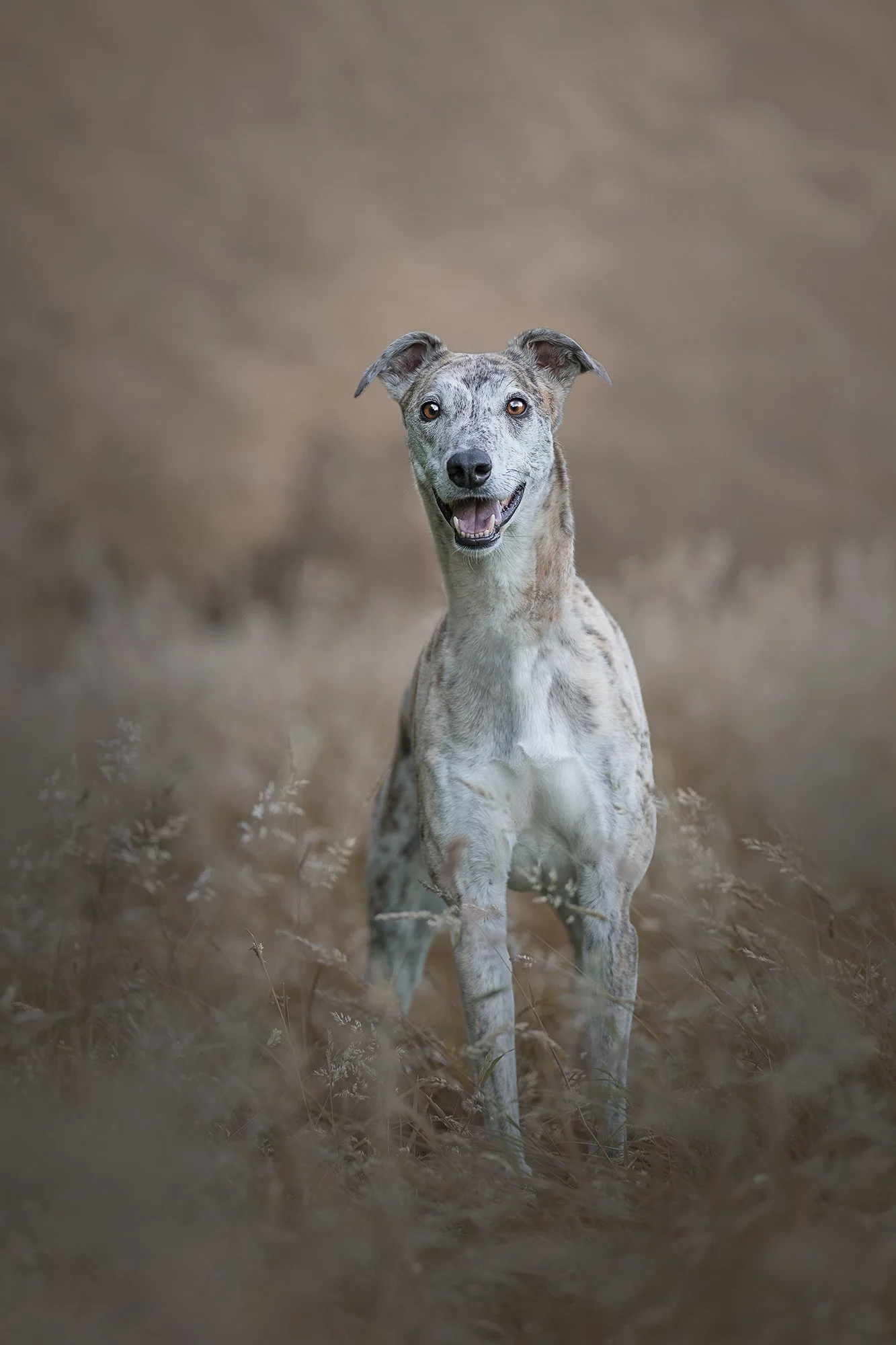 Dog photography Northern Ireland