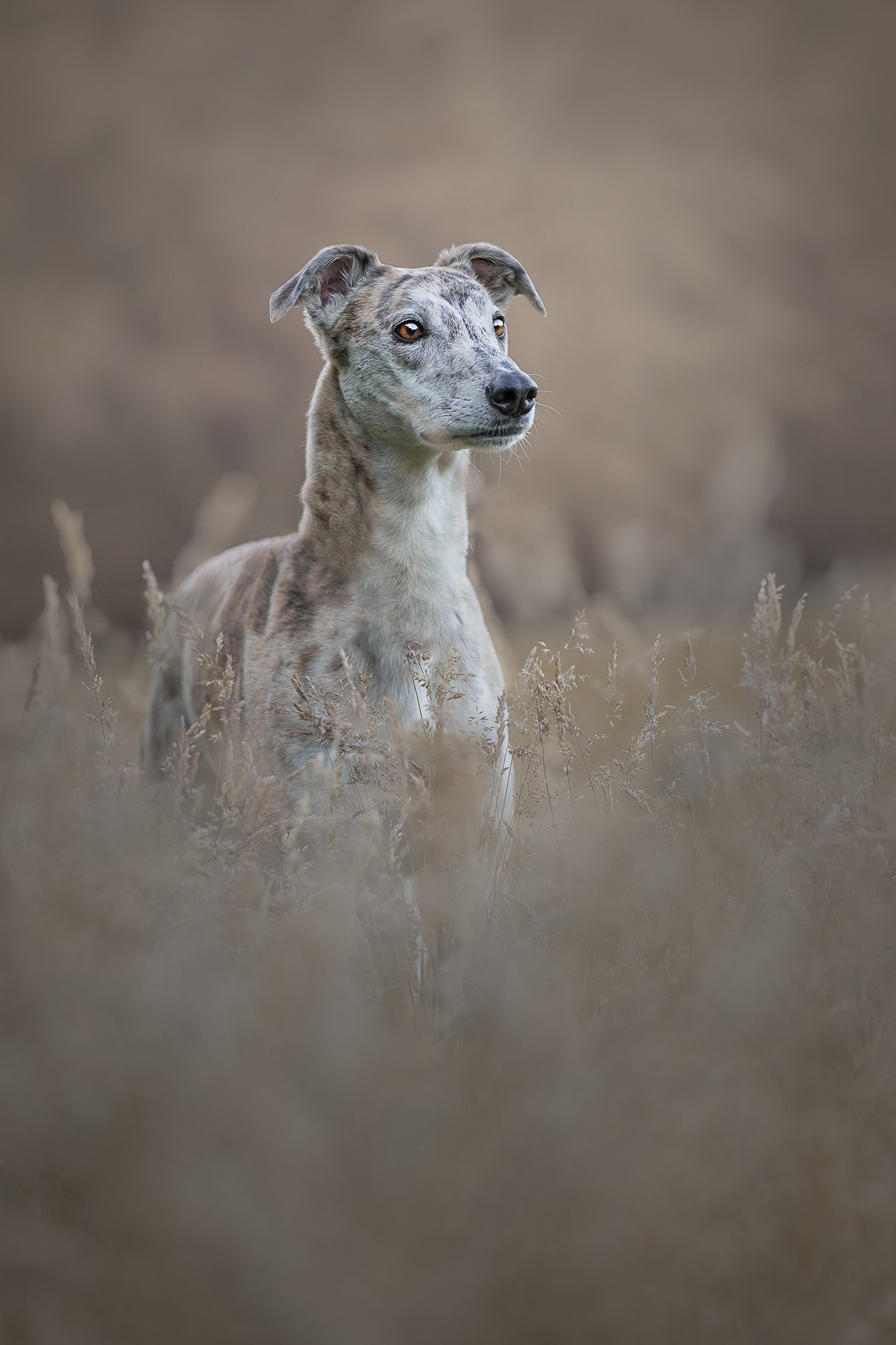 Dog photography Northern Ireland