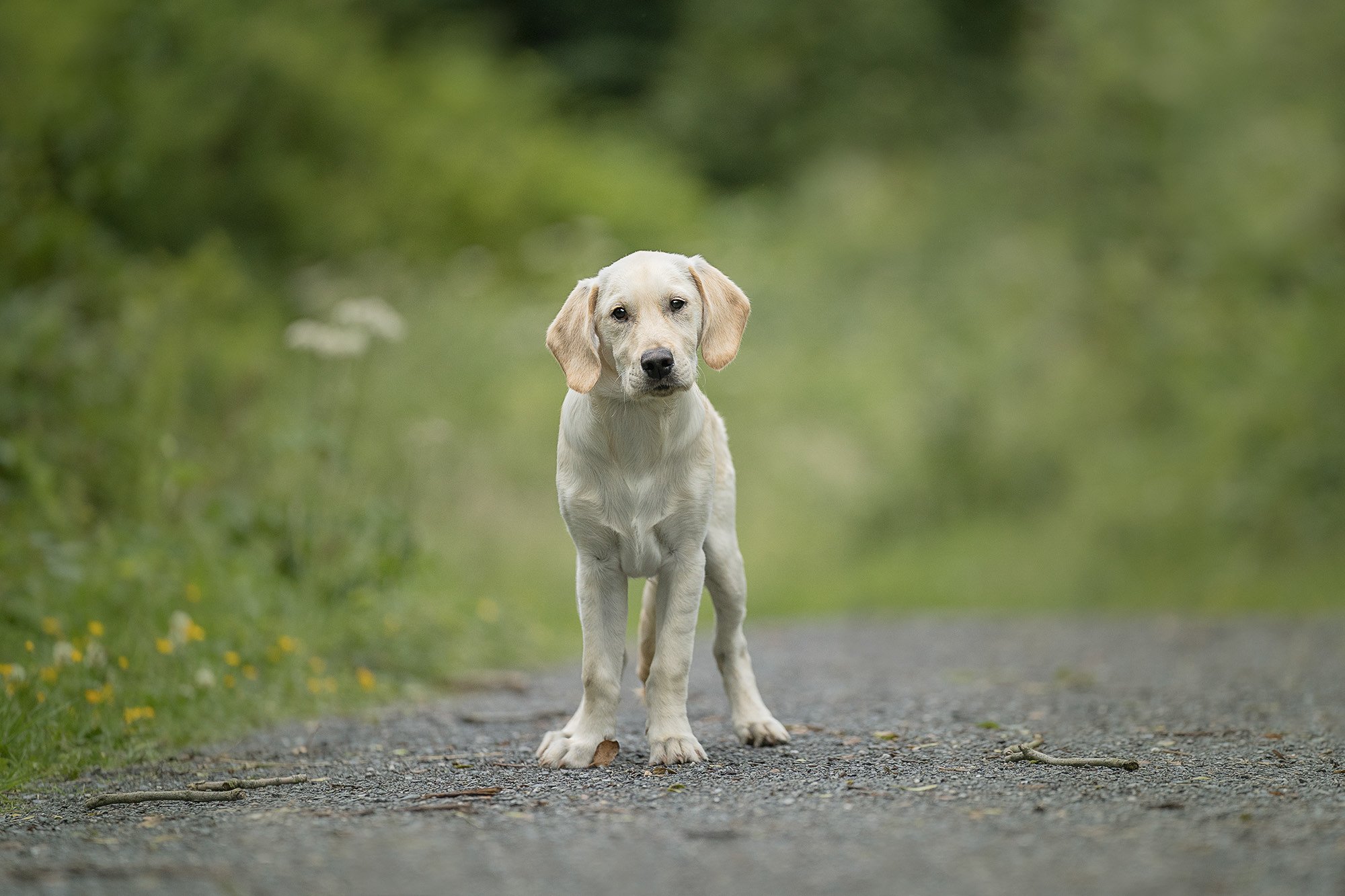 Dog Photography Belfast